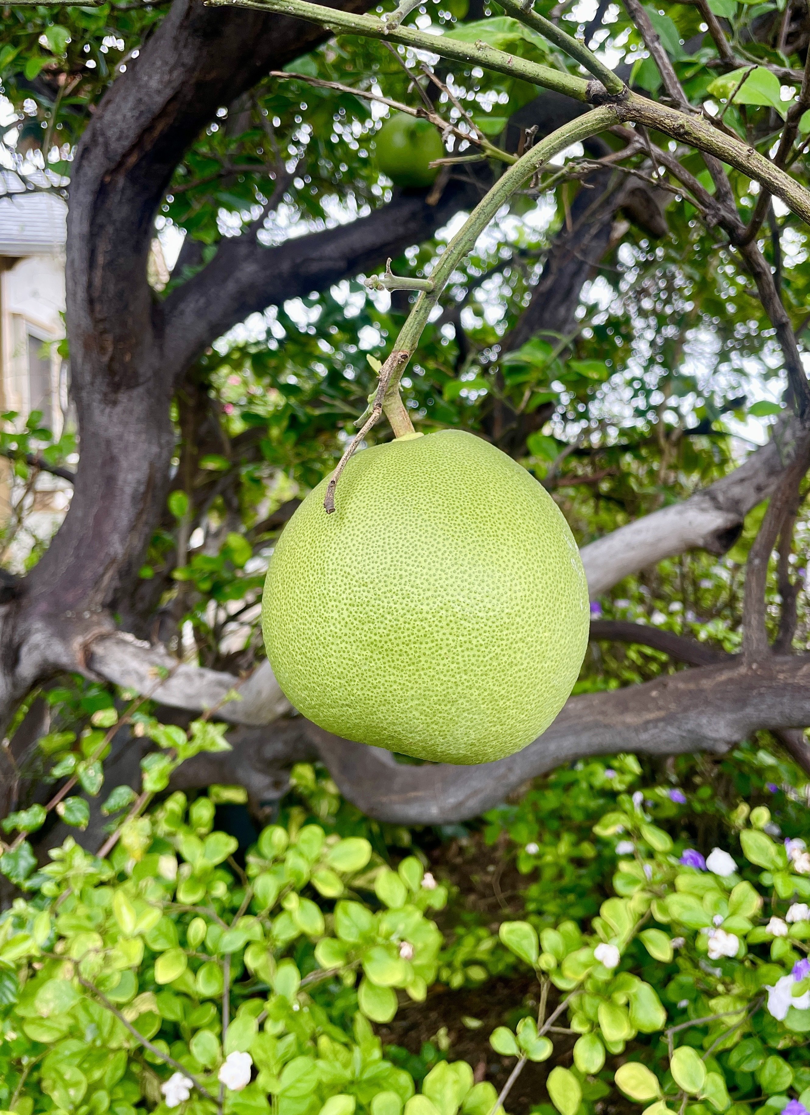 Mmmm them fruit trees 😍