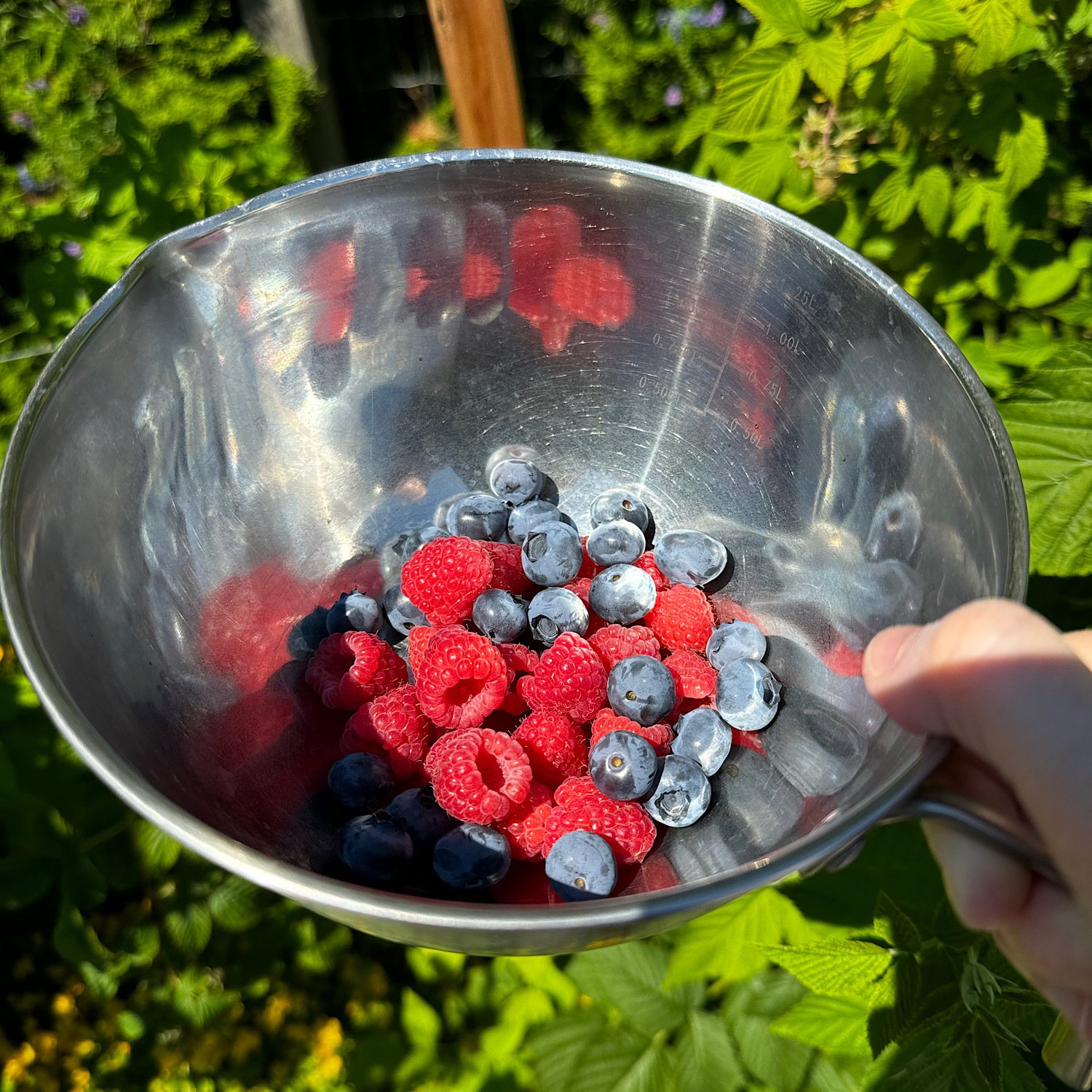 Backyard berries FTW!