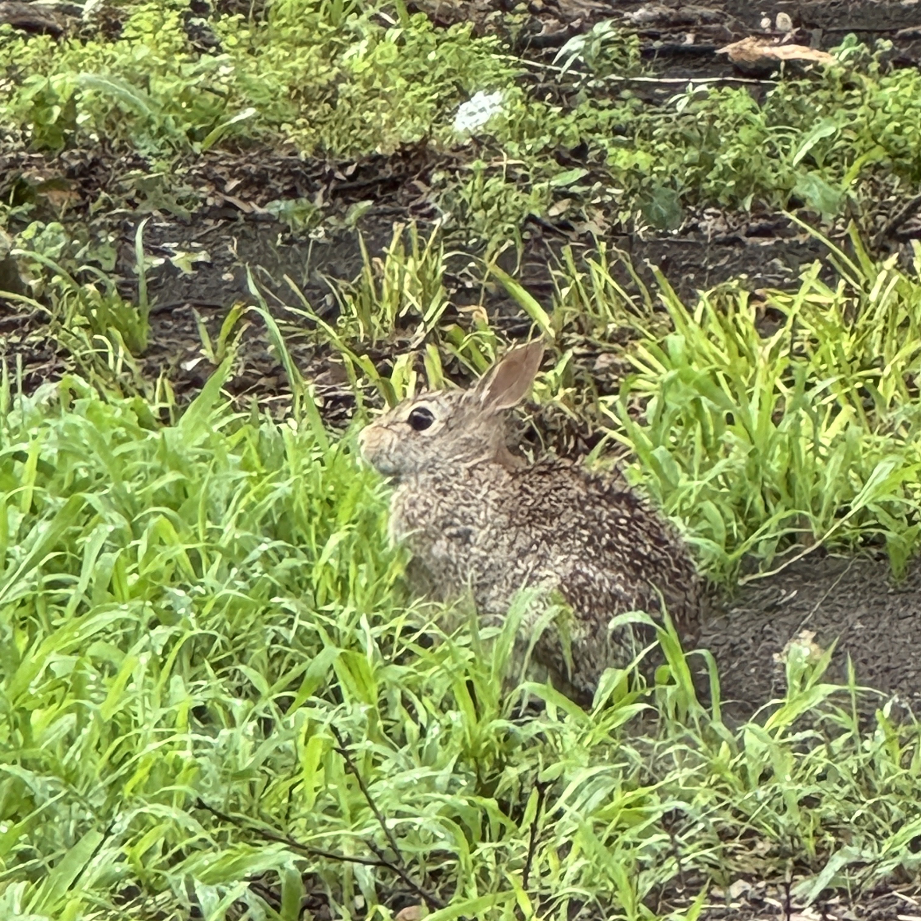 GM from backyard bunny