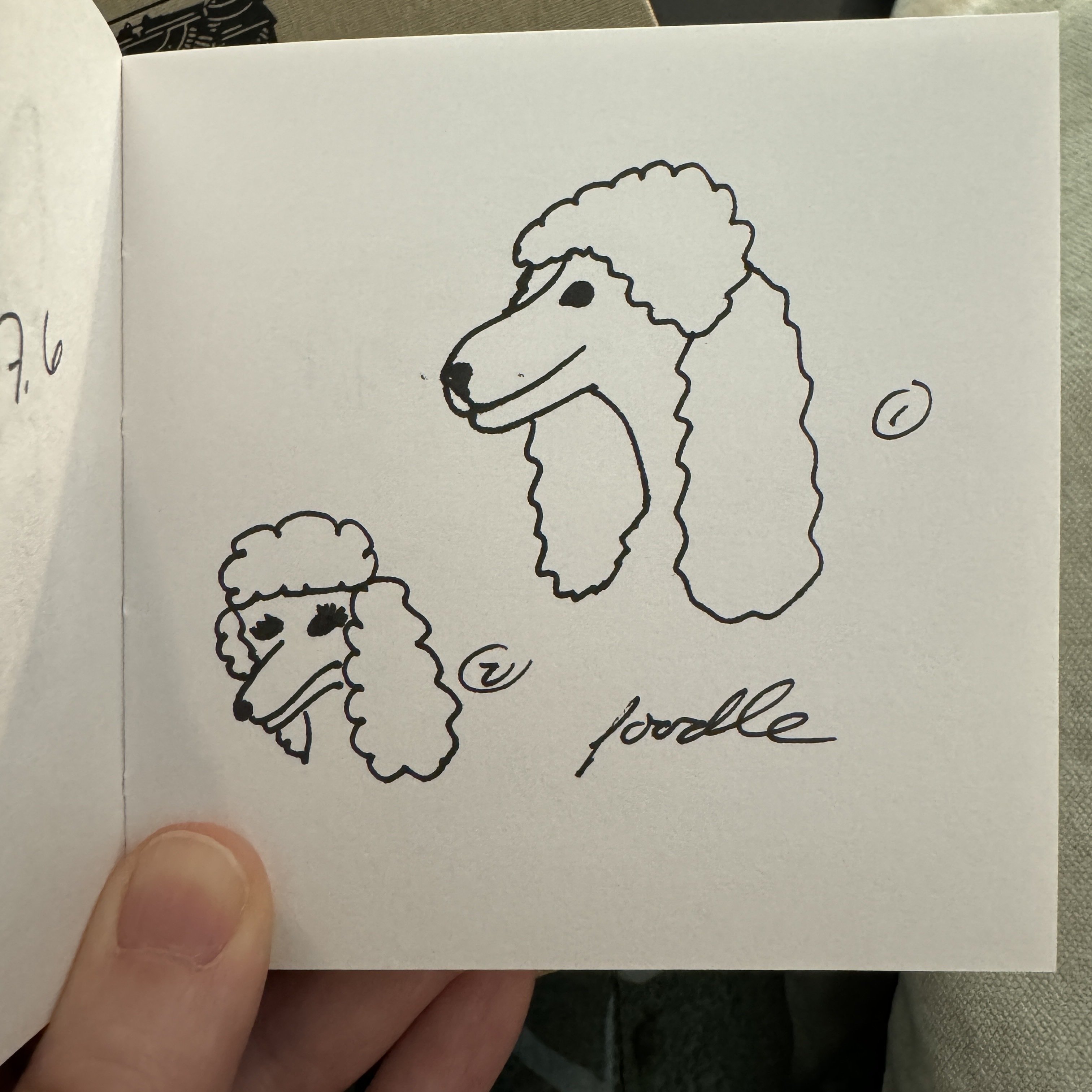 Poodle doodle…