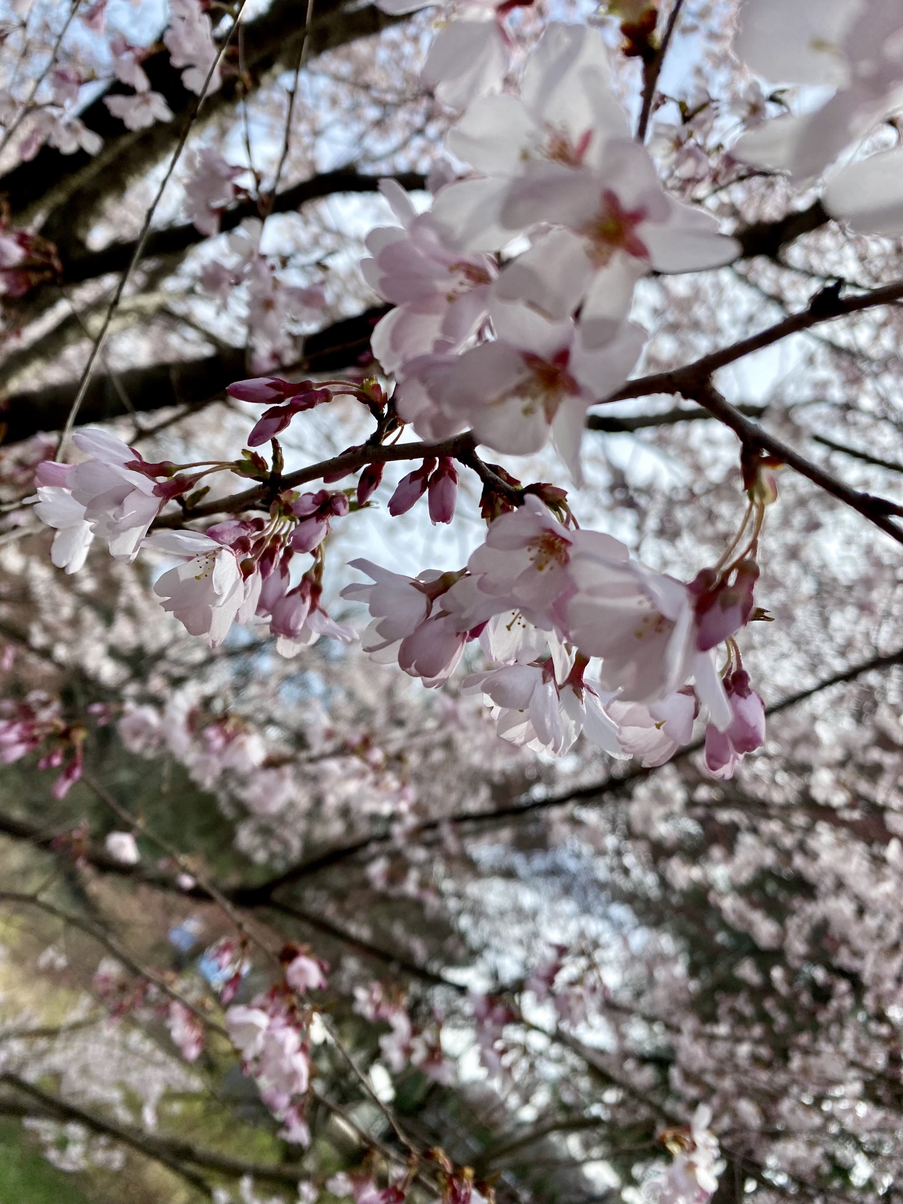 It’s early cherry blossom season.…