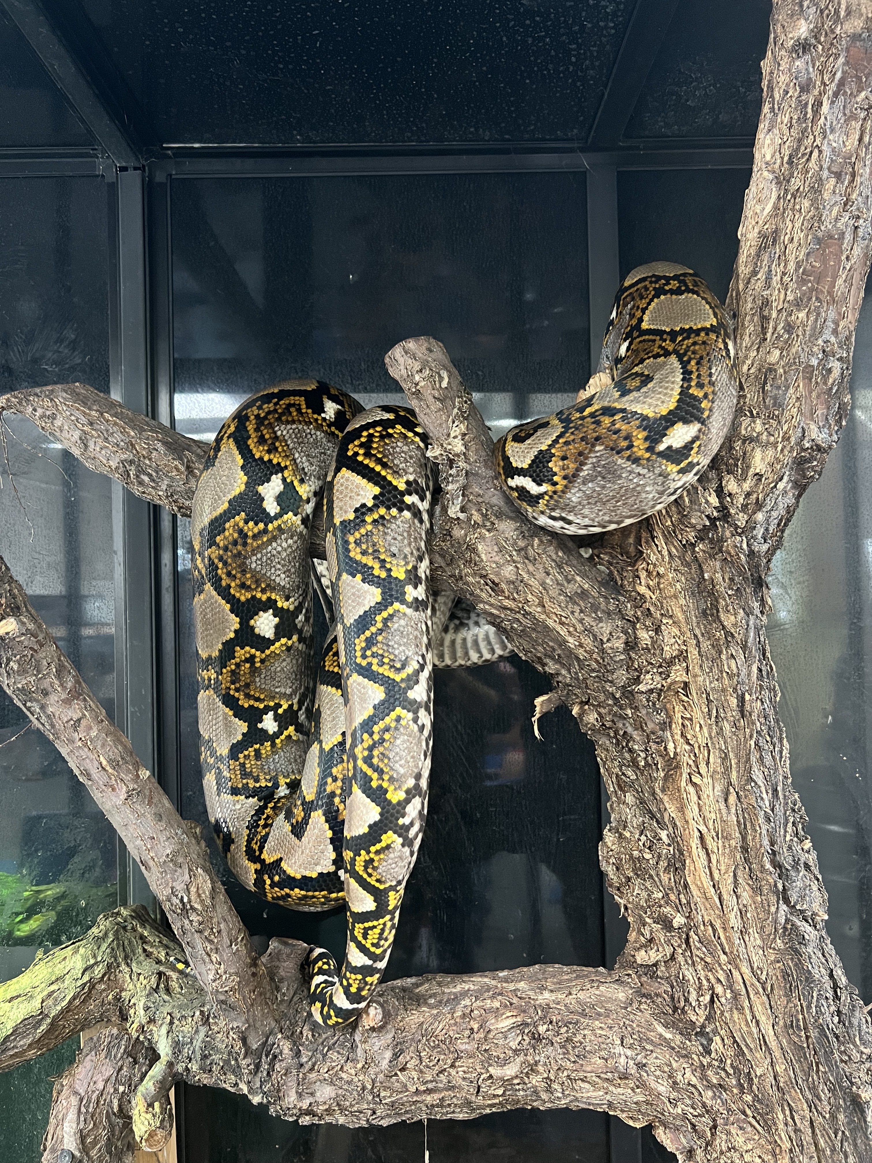 Moar snek!…