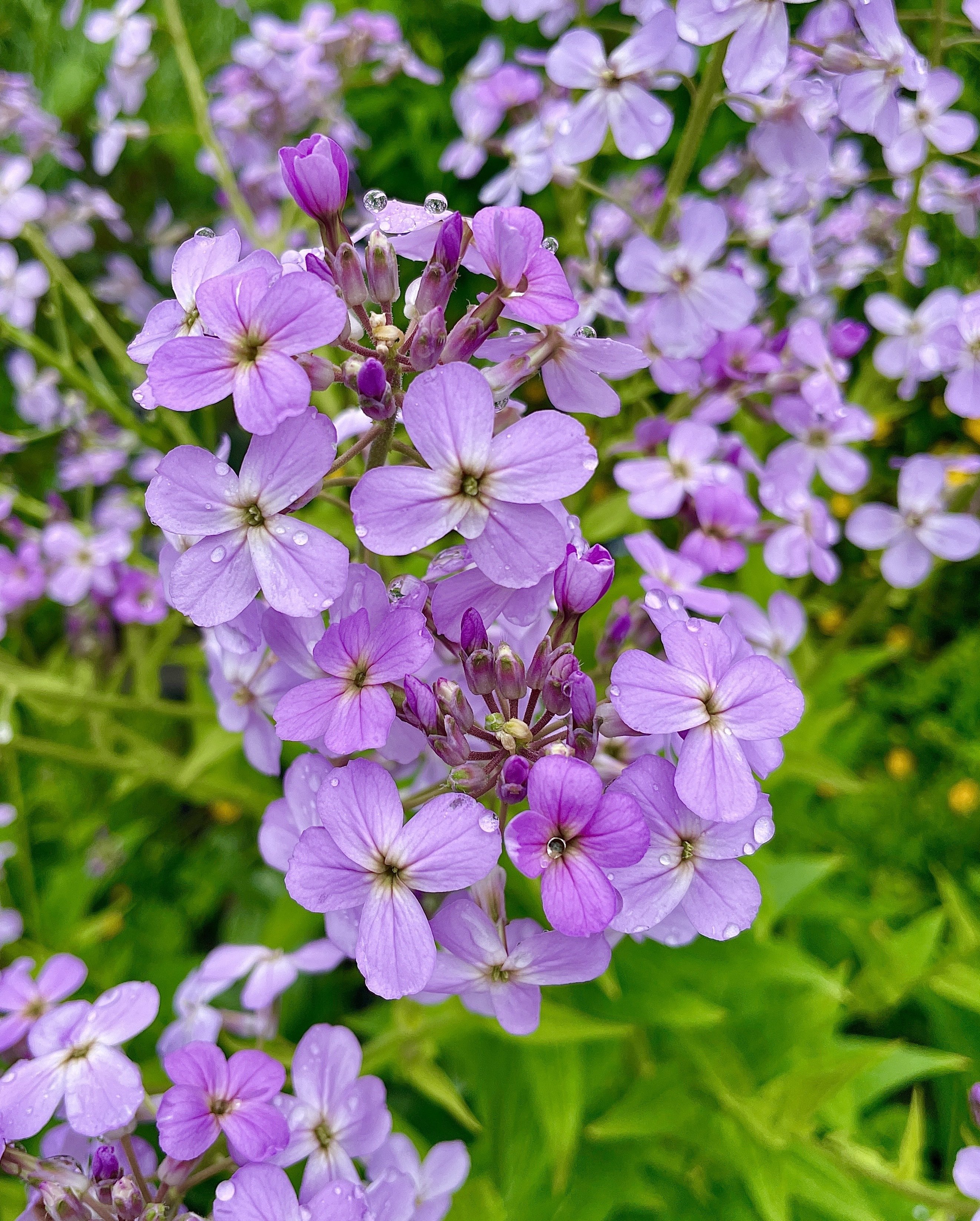 #nature #bloomscrolling #flowerstr #plantstr #photography