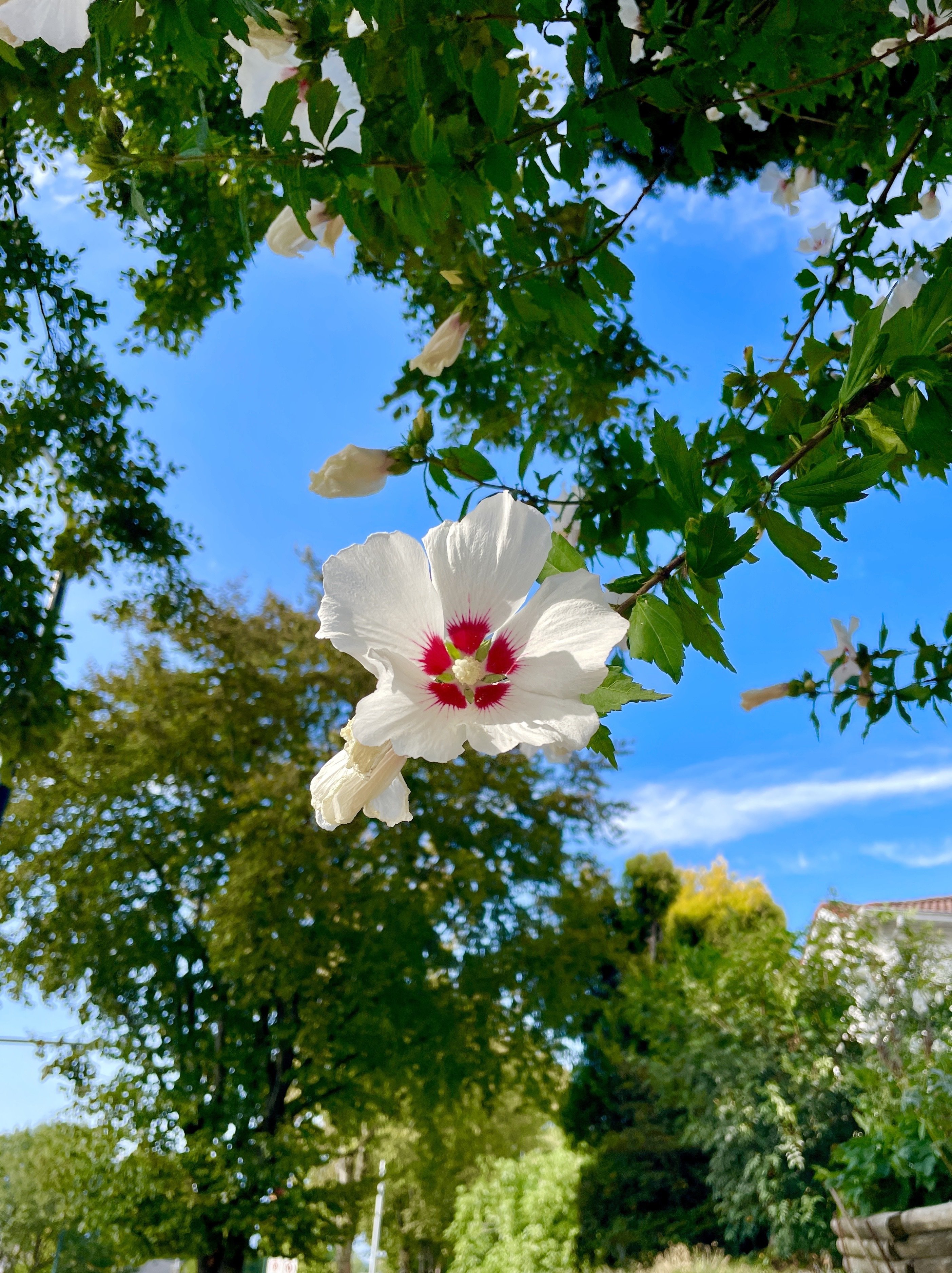 #bloomscrolling #flowerstr #nature…