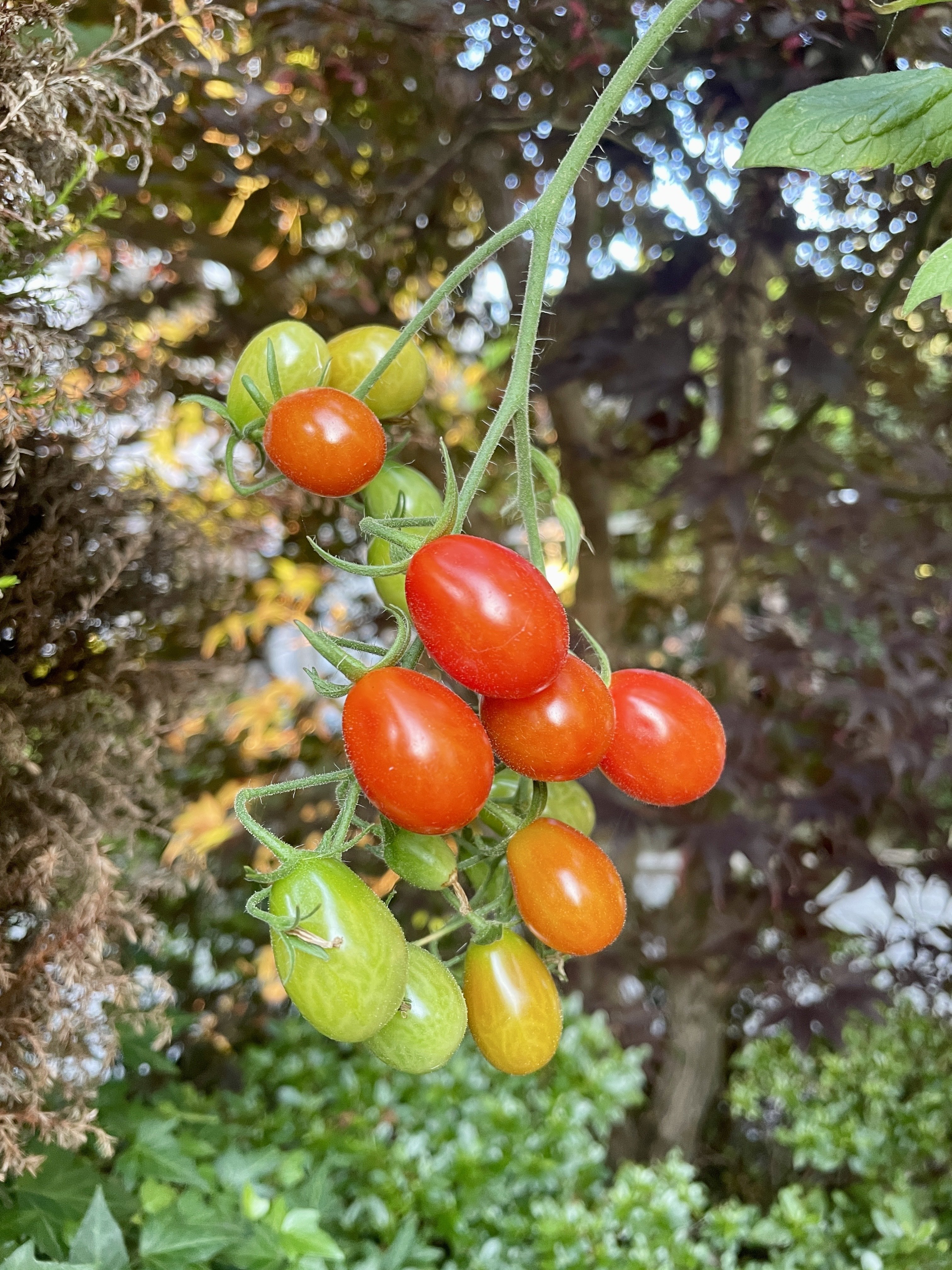 The tomatoes 🍅 be popping 🌱