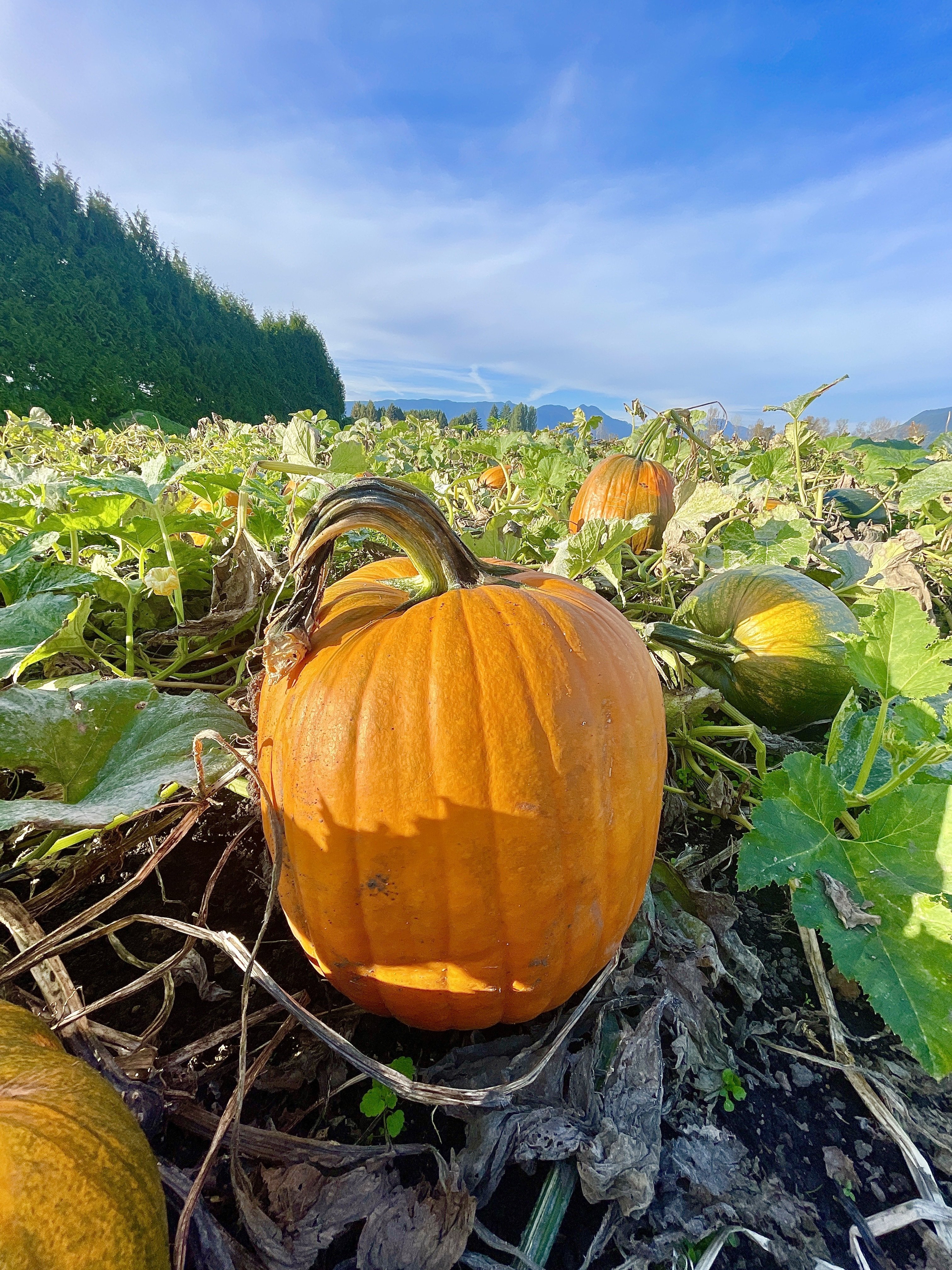 Another day, another pumpkin photo.…