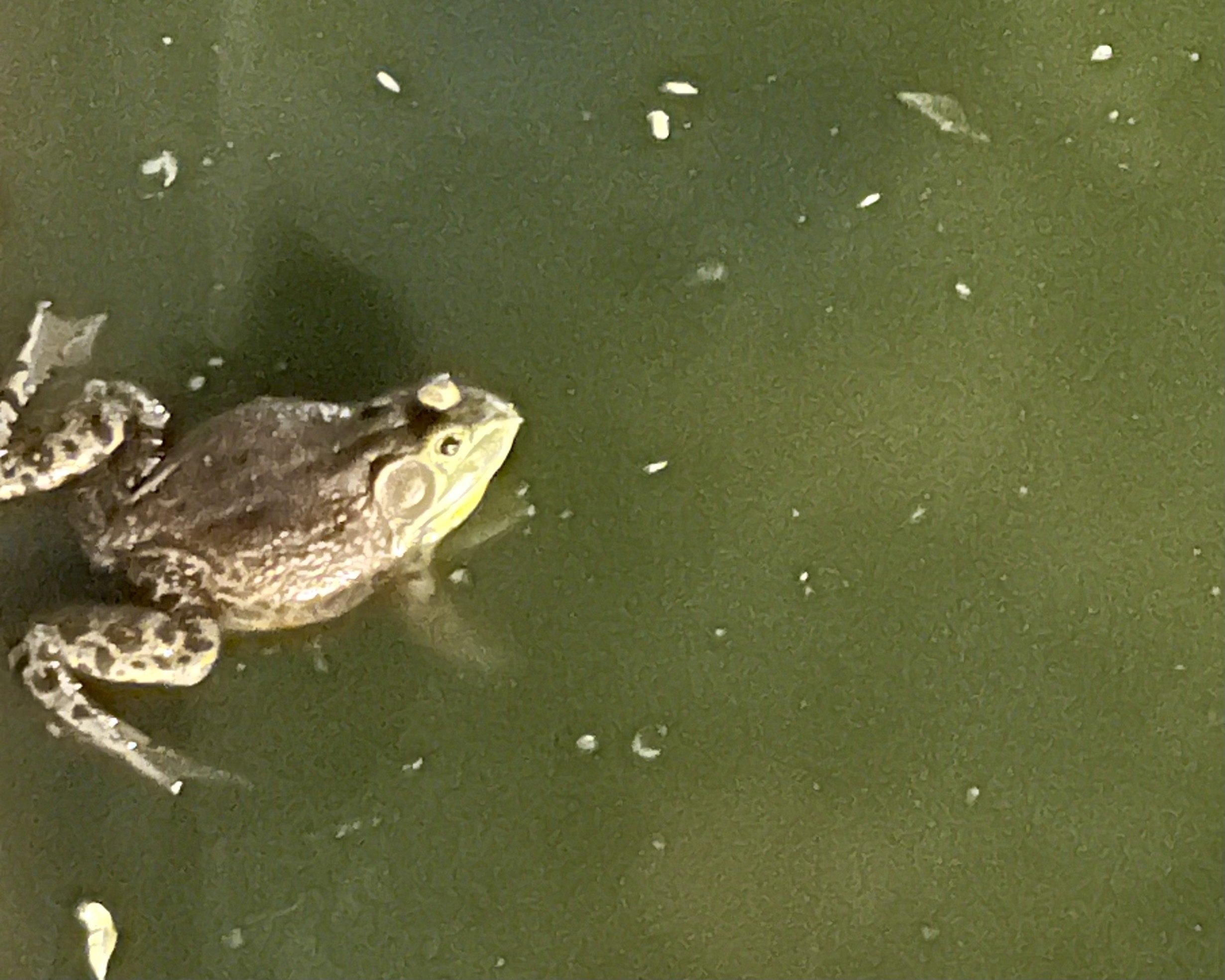 Check out this absolute unit. 🐸