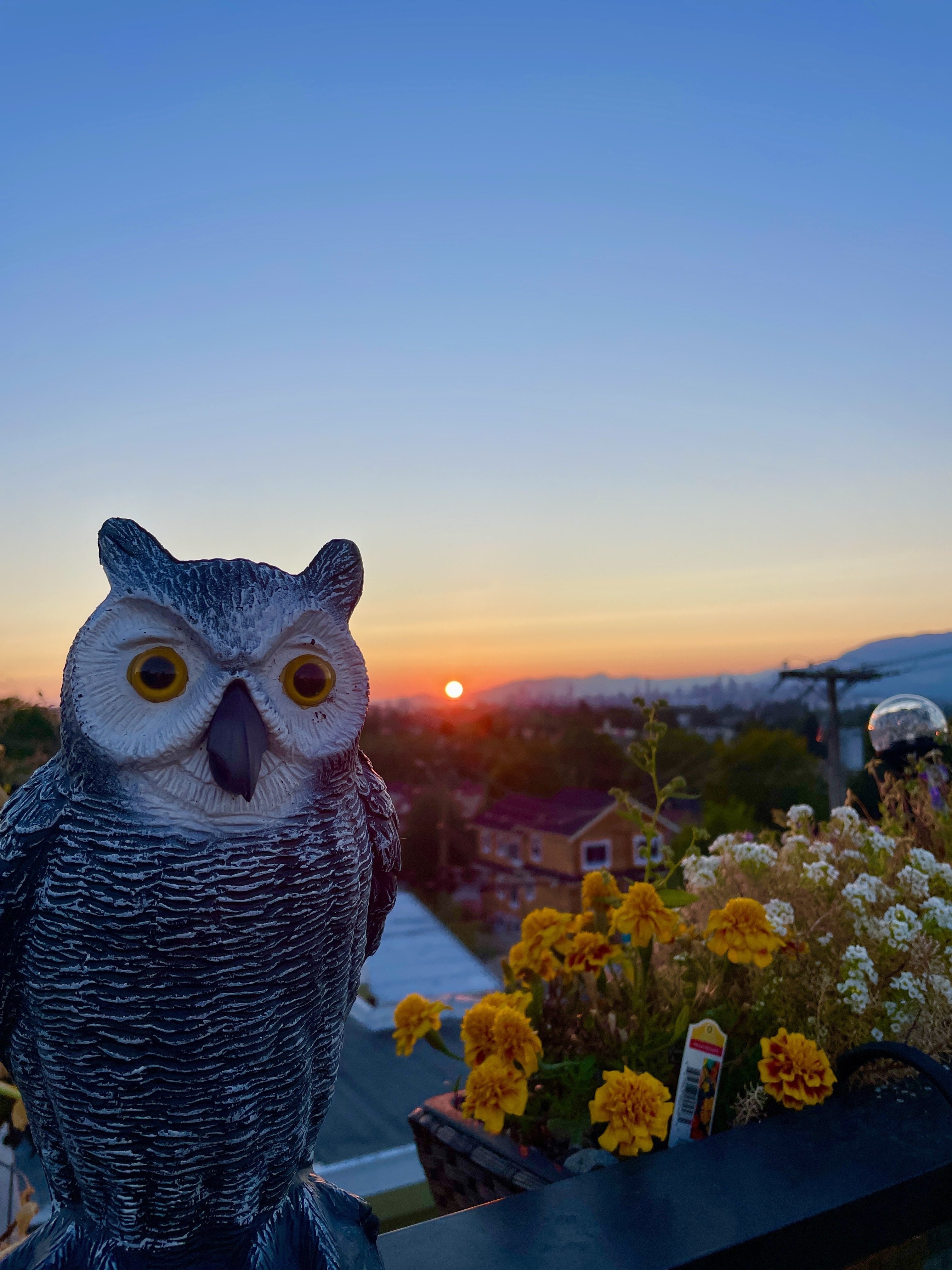 Balcony sunsets 🌅 🦉