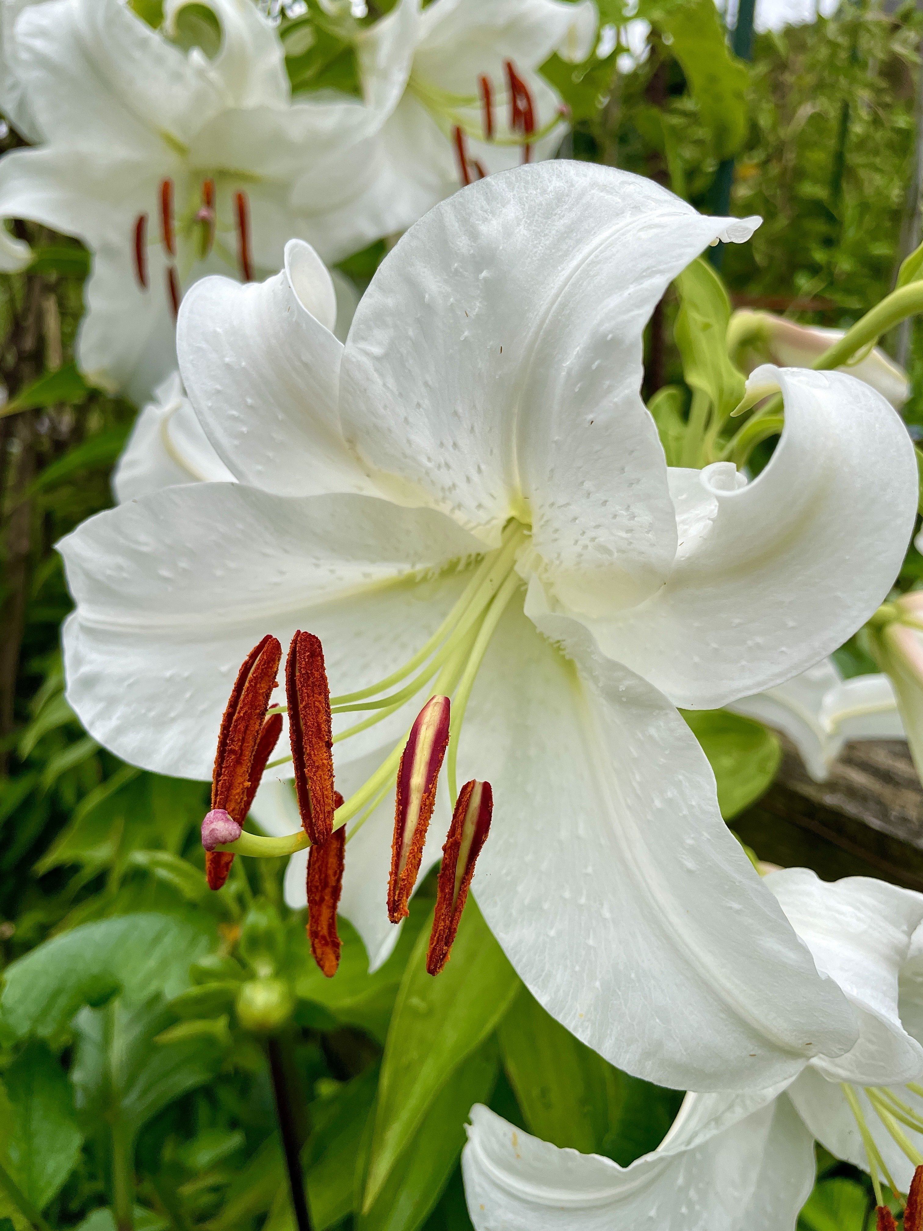 #bloomscrolling #flowerstr #nature #photography #plantstr