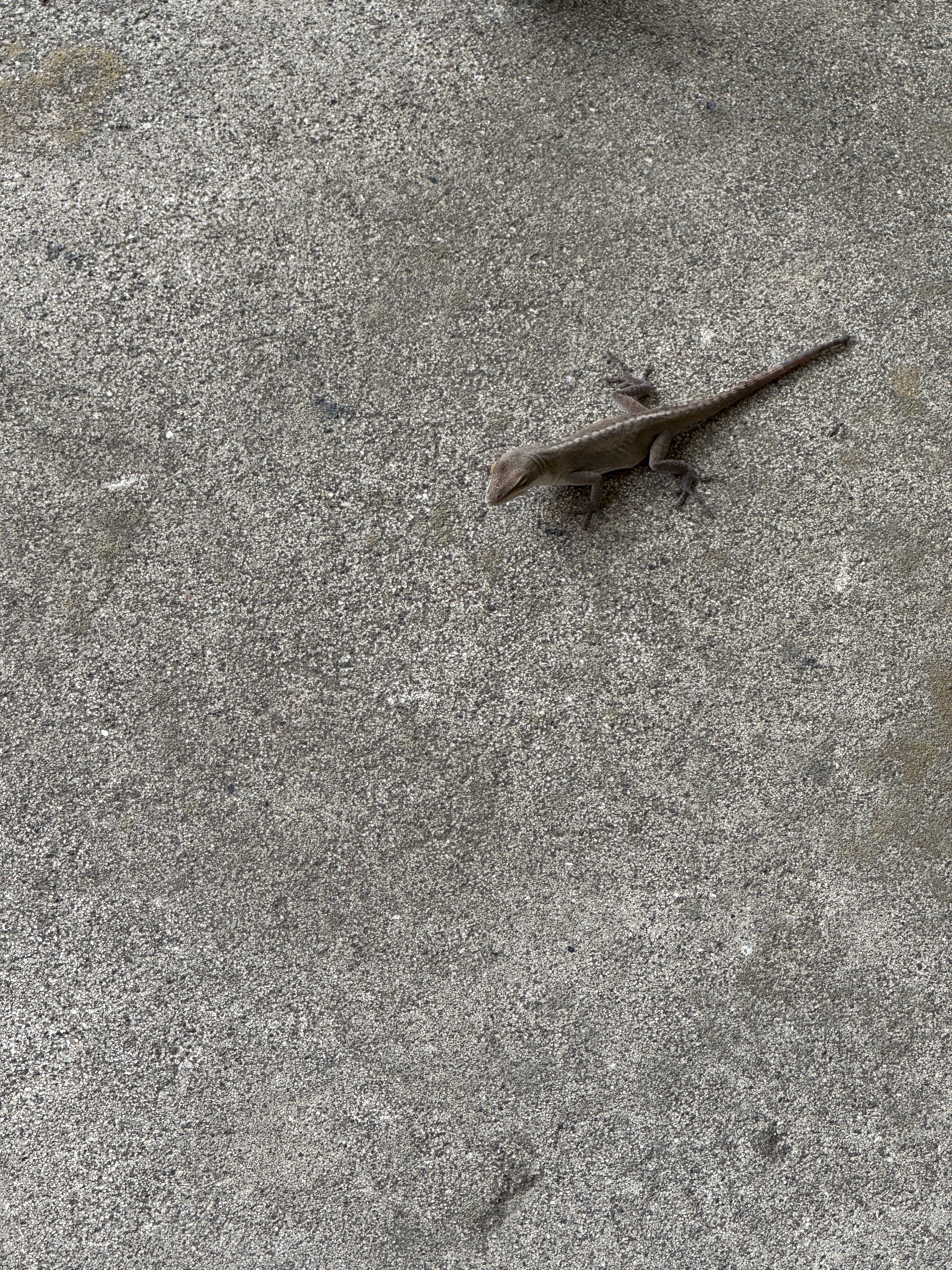 Quietly sitting on the back patio…