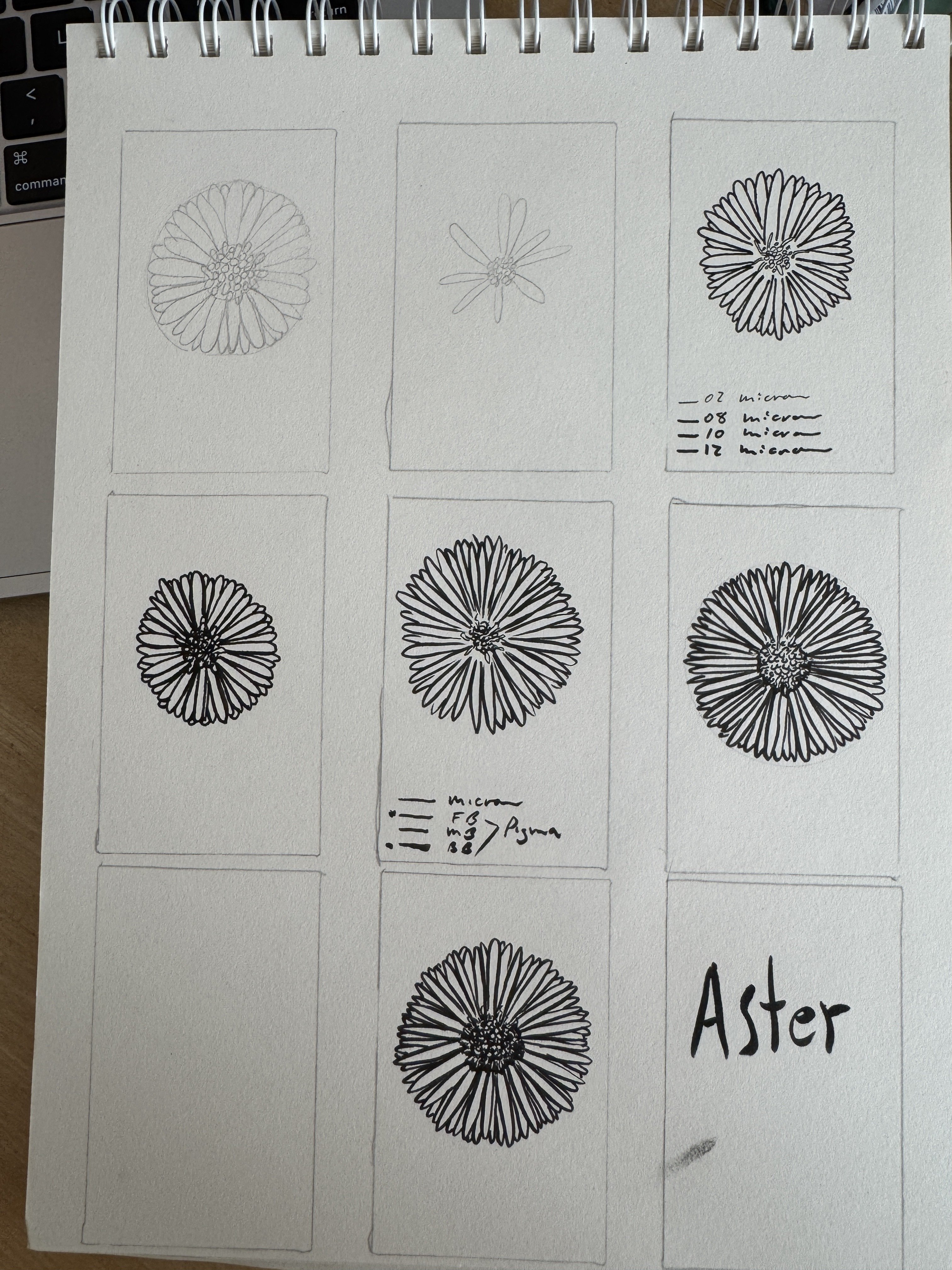 Flower drawing practice: Aster.…