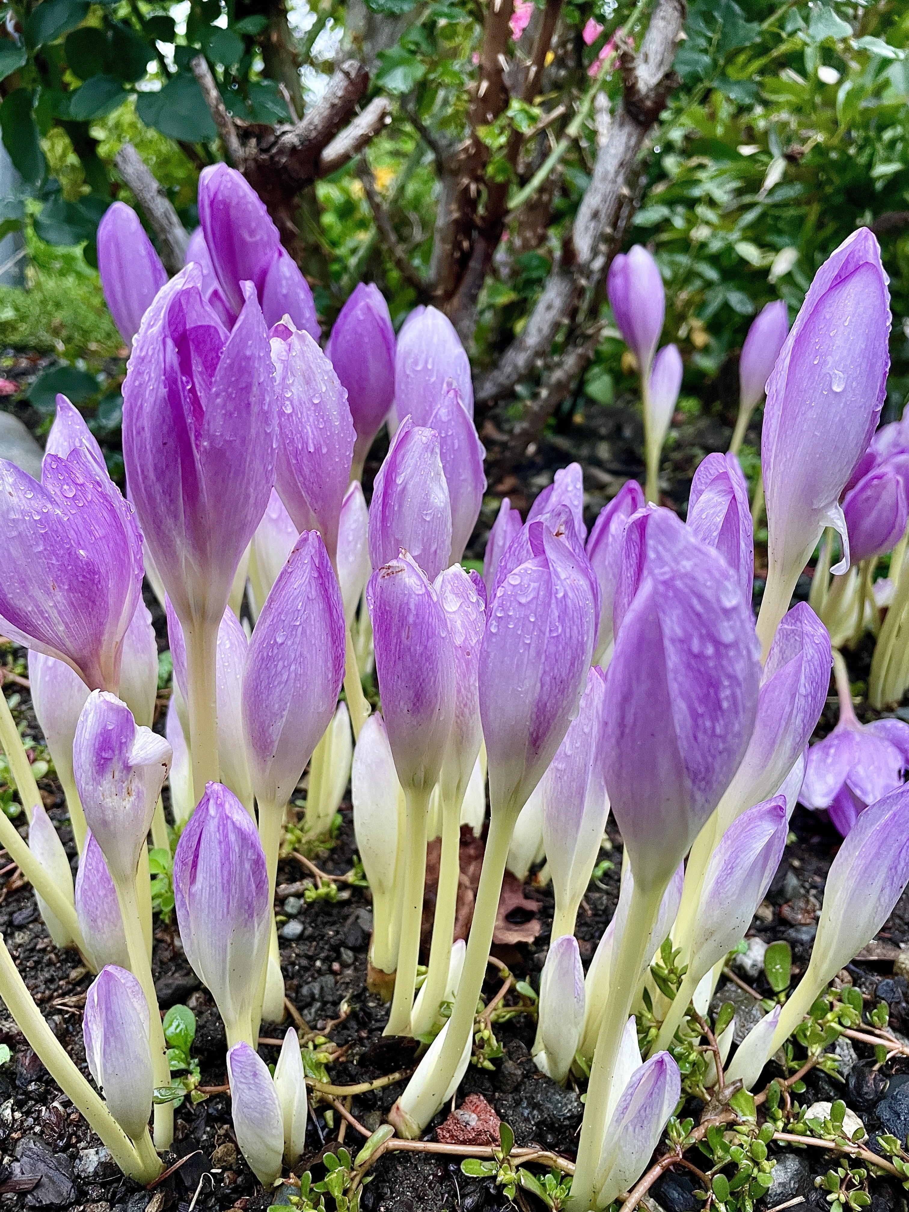 These pretty buds wanna thrive.…