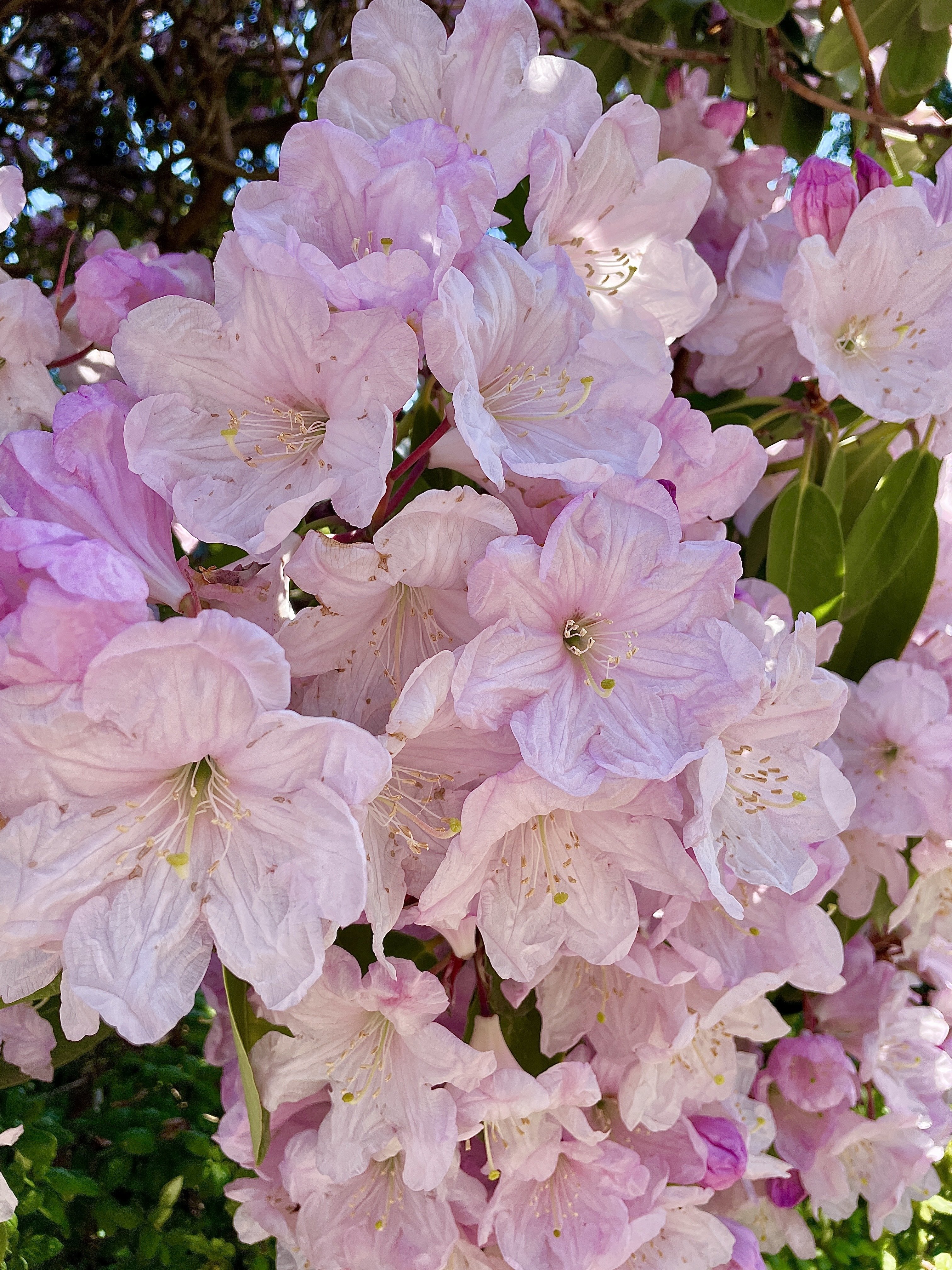 Flowers 🌸 for you…