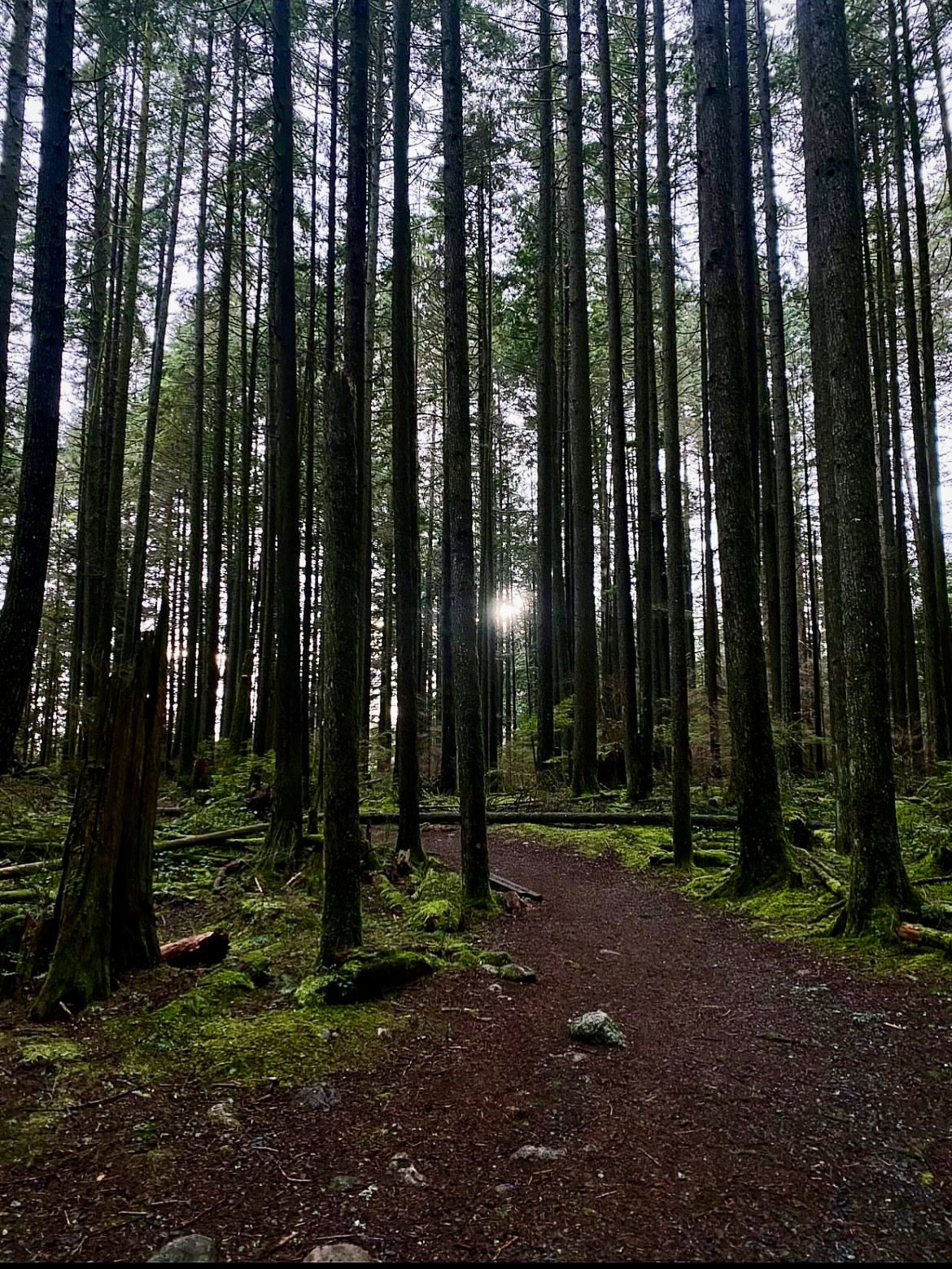 Them forest 🌳 🌲 wanders on cloudy days,…