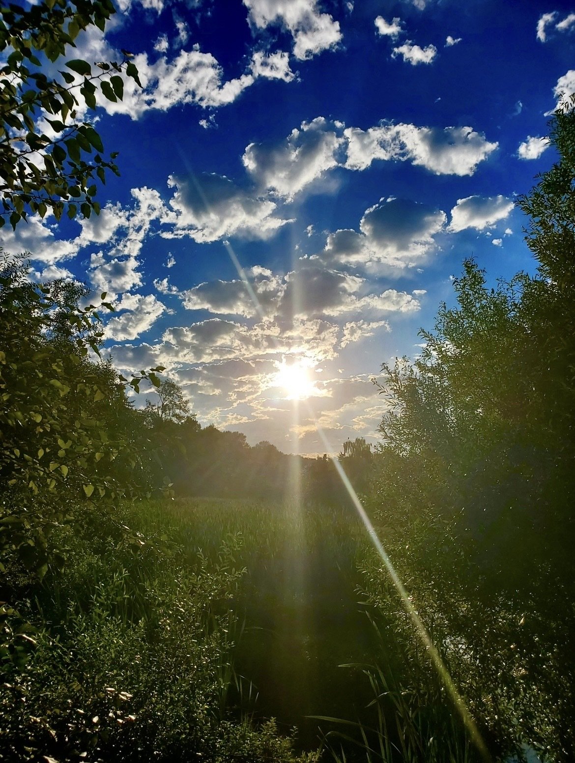 ⛅️🌲☀️