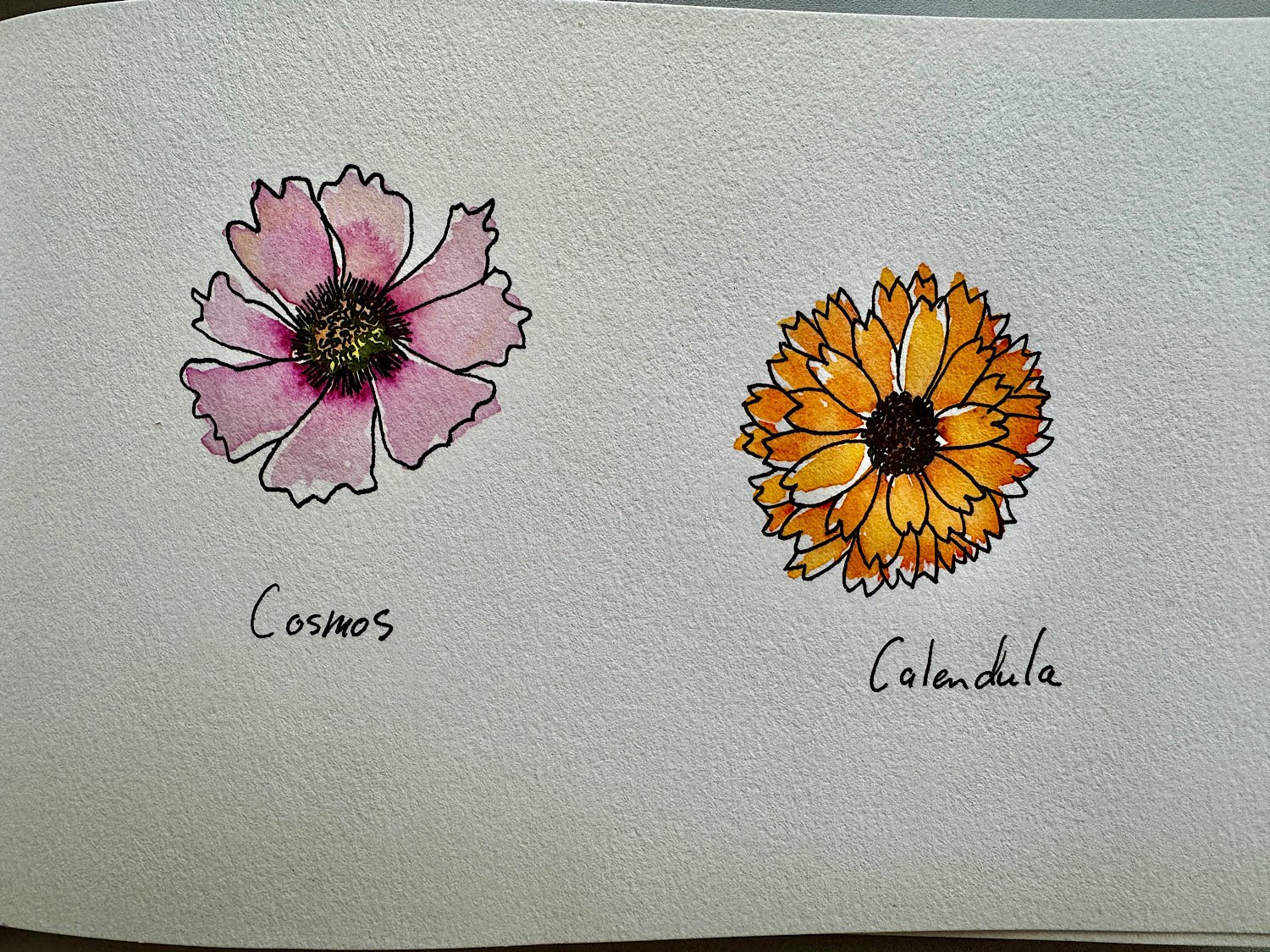 Watercolor cosmos and calendula for @Gale…