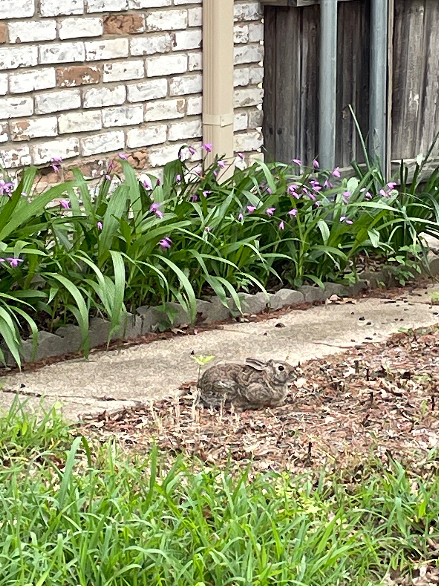 Backyard bunny hanging out. These guys…