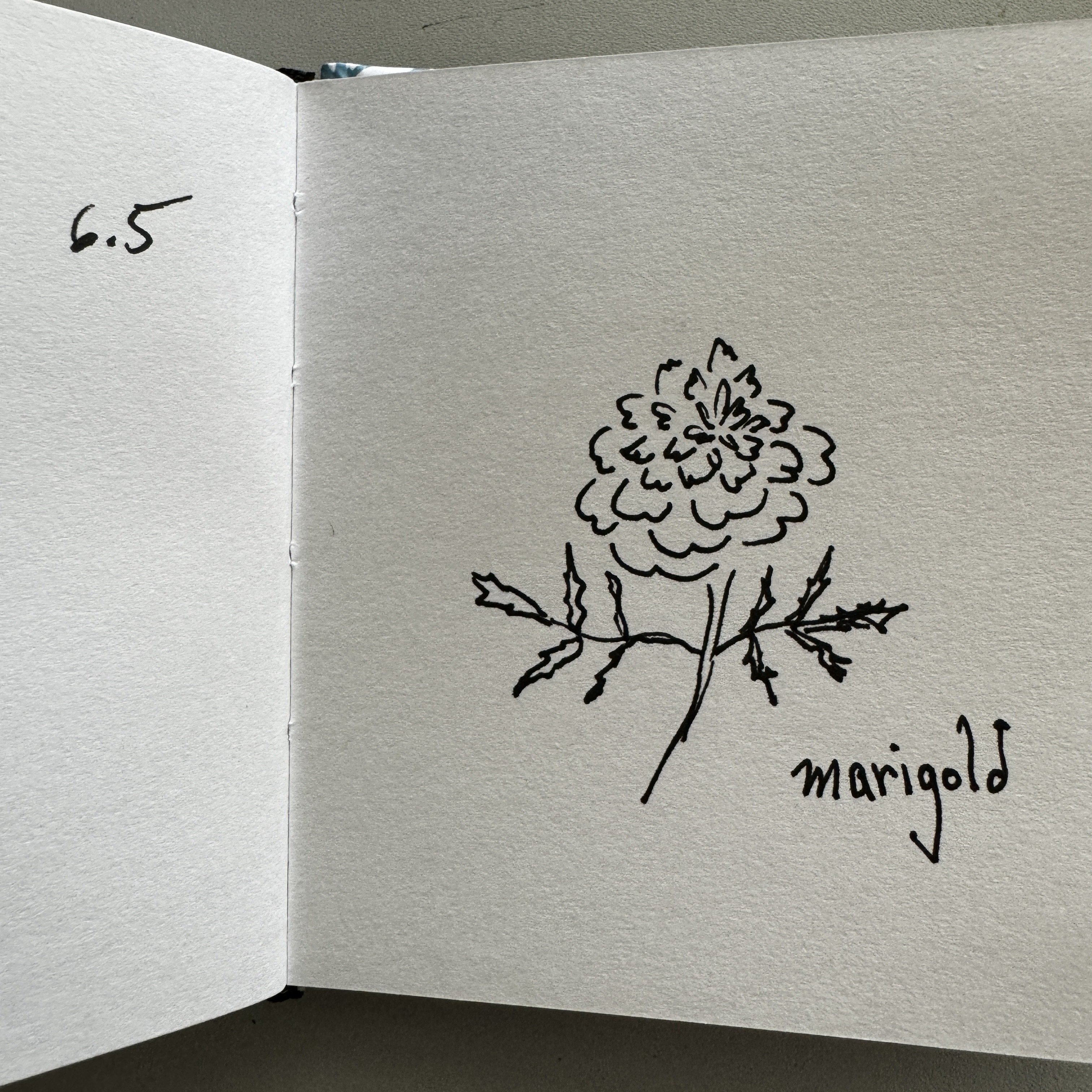 My drawing; Mom’s marigold.…