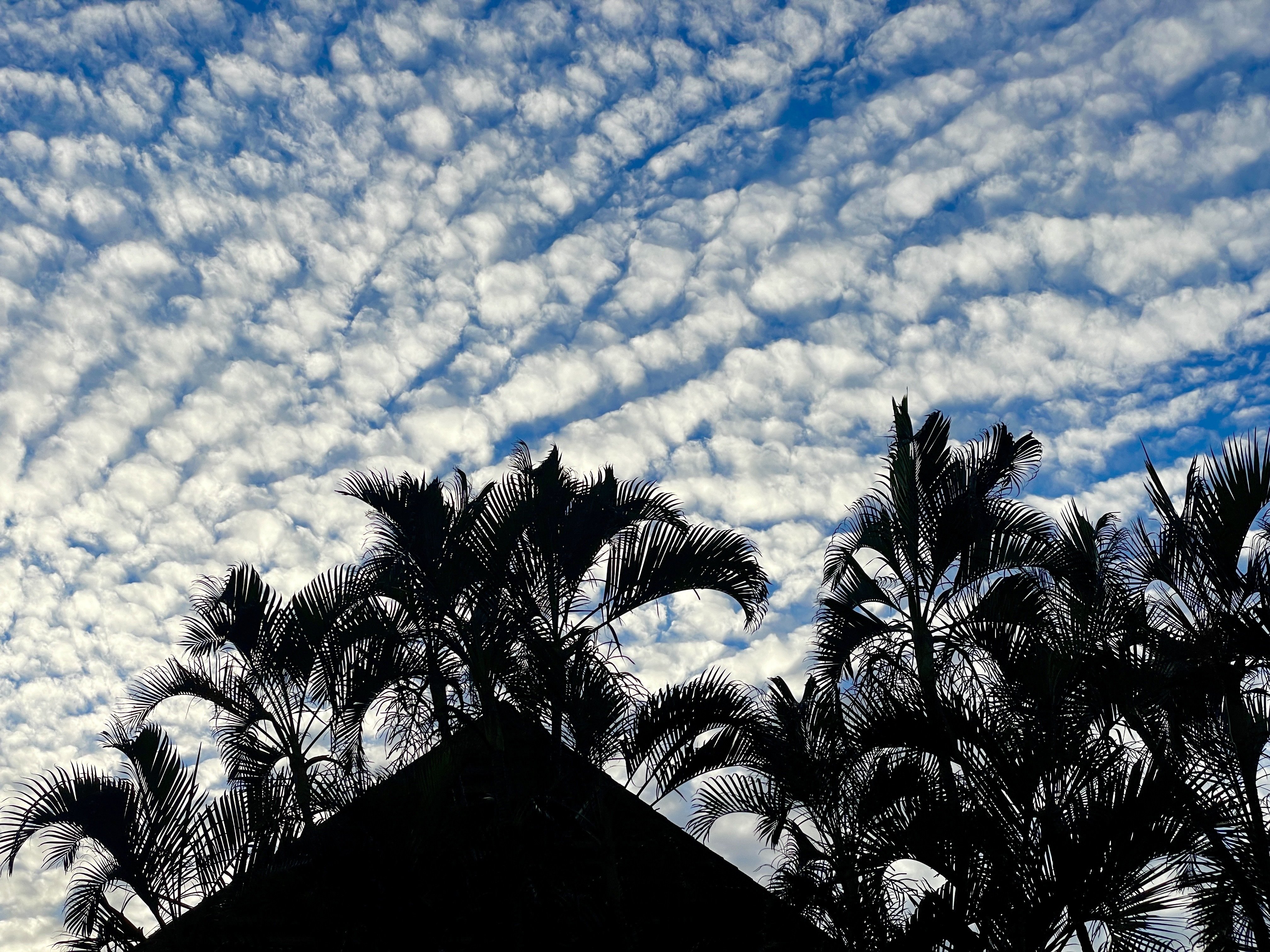 Them clouds ☁️ and palm trees 🌴  be…