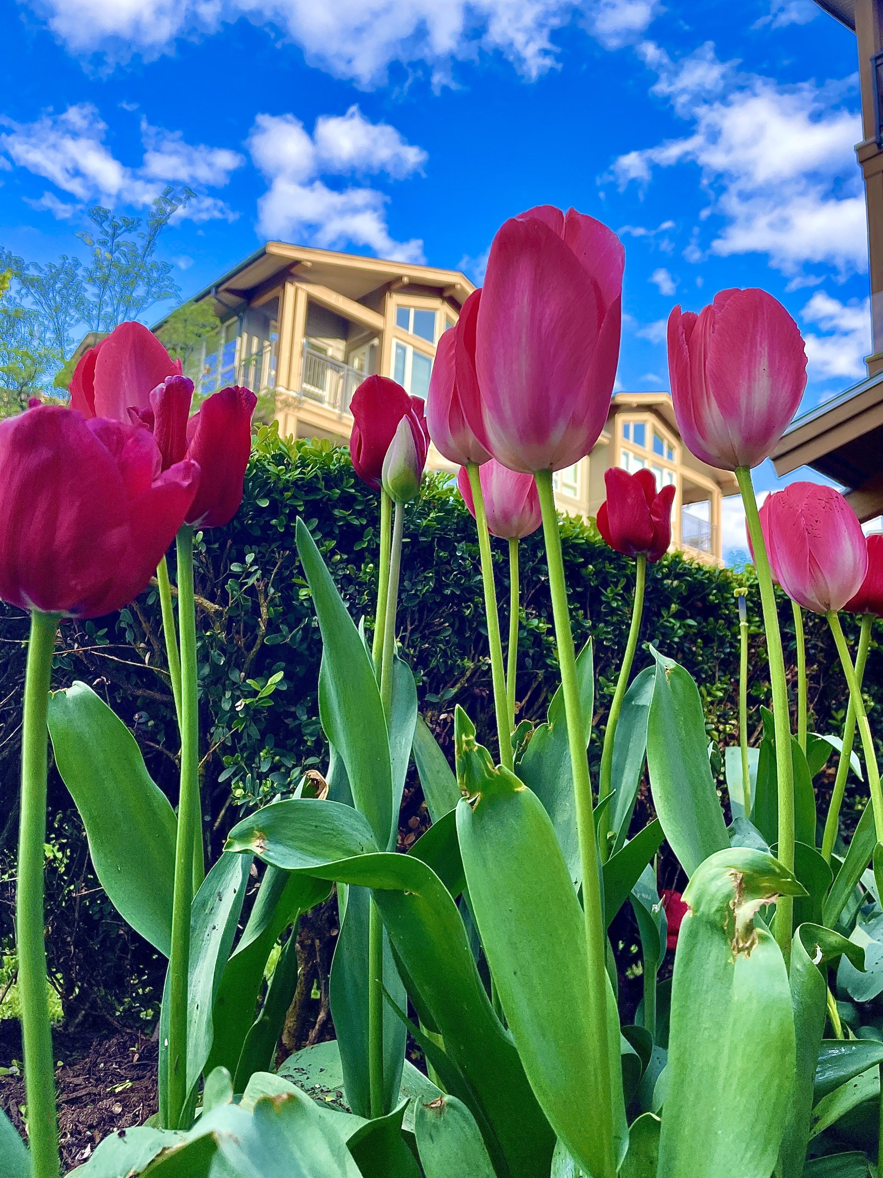 🌷🌷🌷🌷🌷