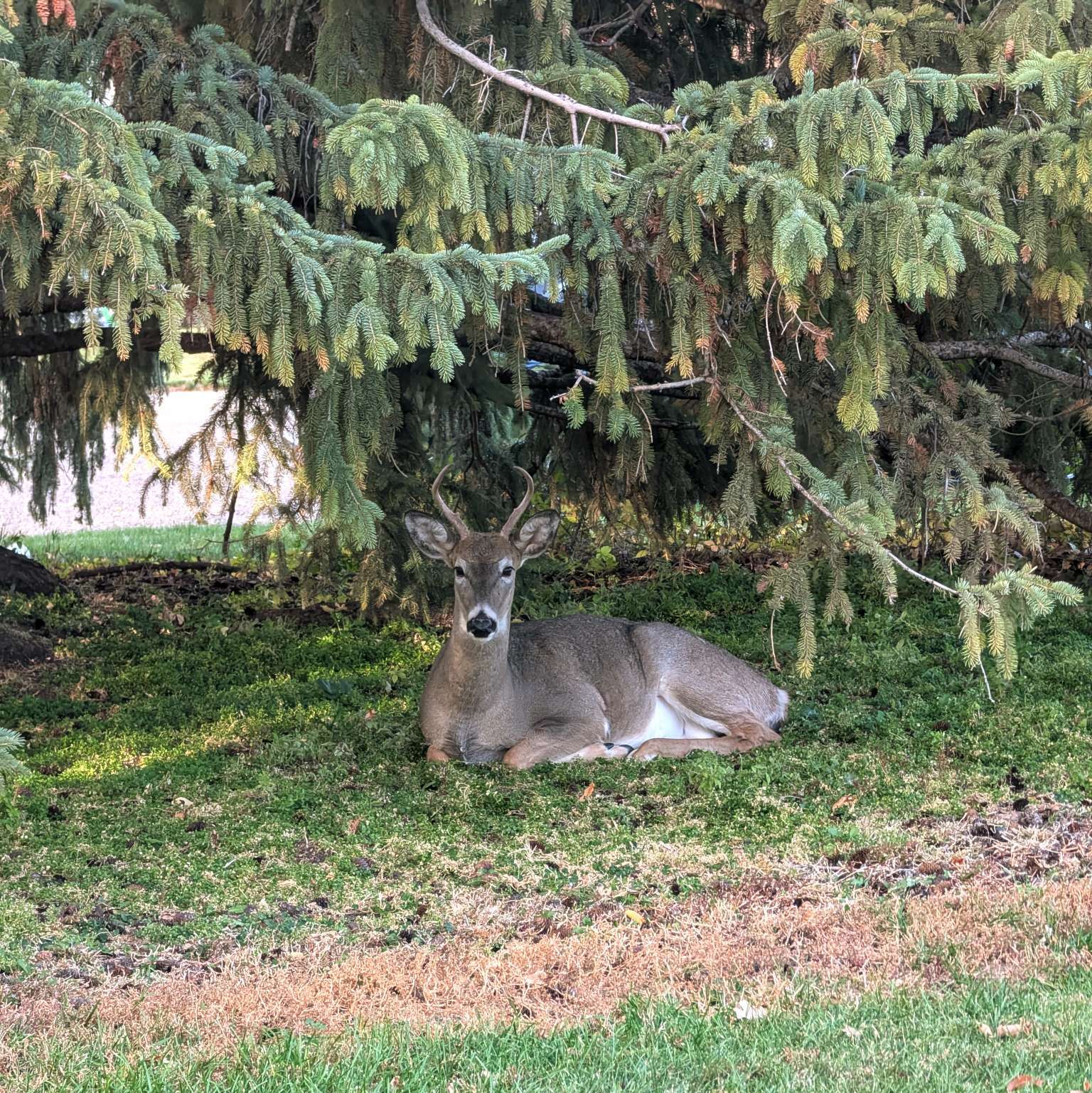 This guy, living in the park…