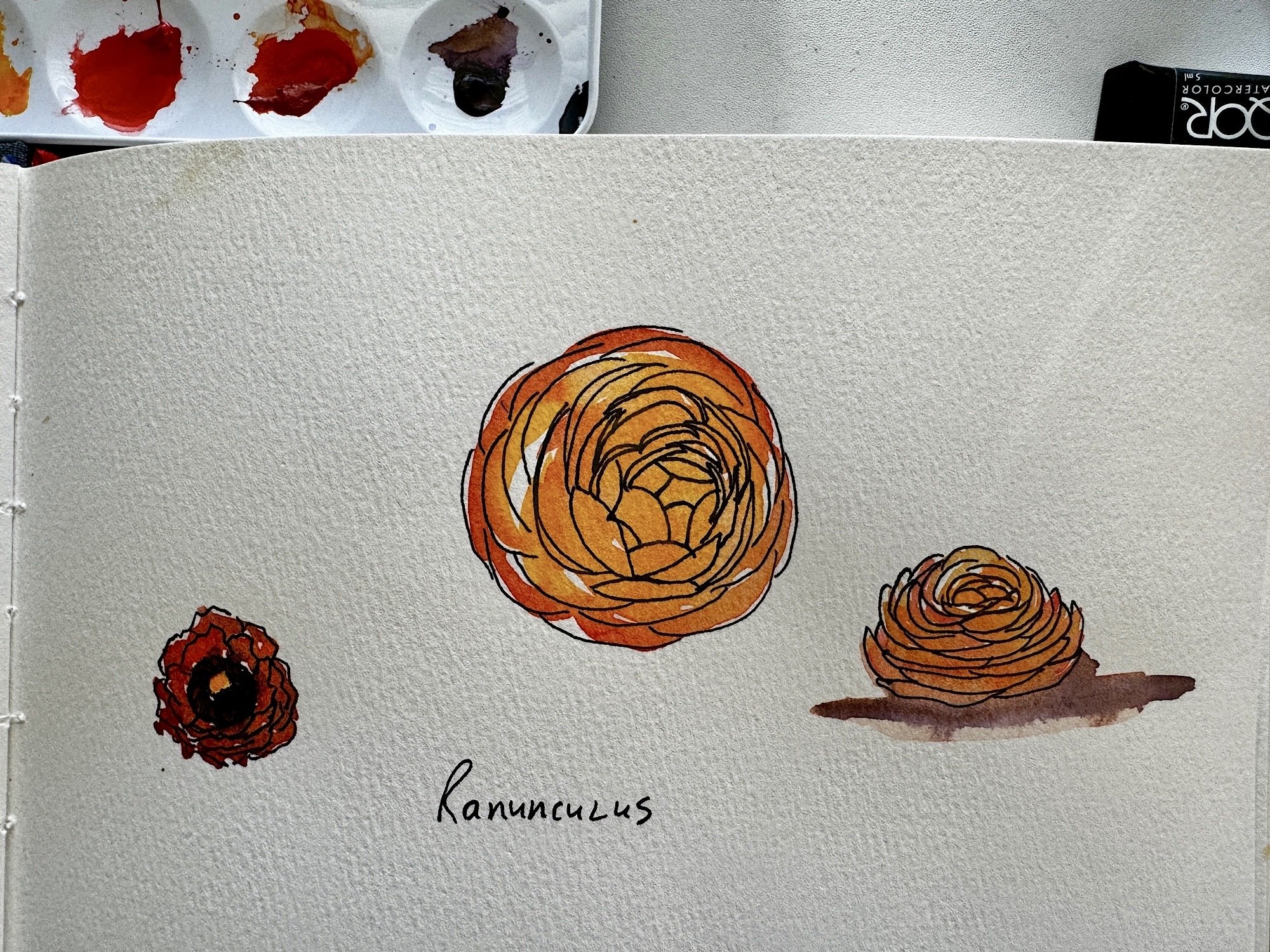 A watercolor ranunculus for @Garrettstr⚡️…