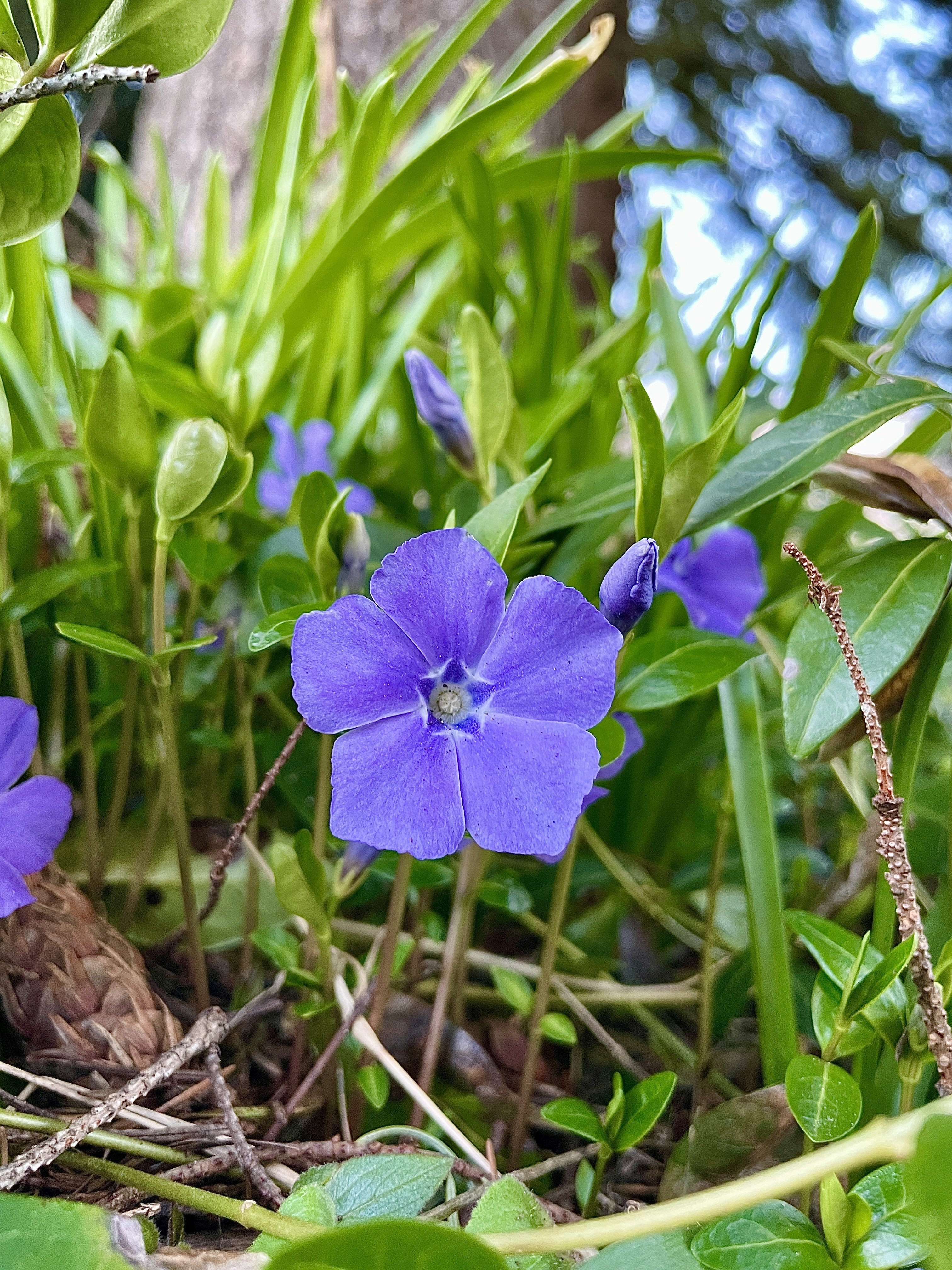 Spring has sprung 💜😍🥰