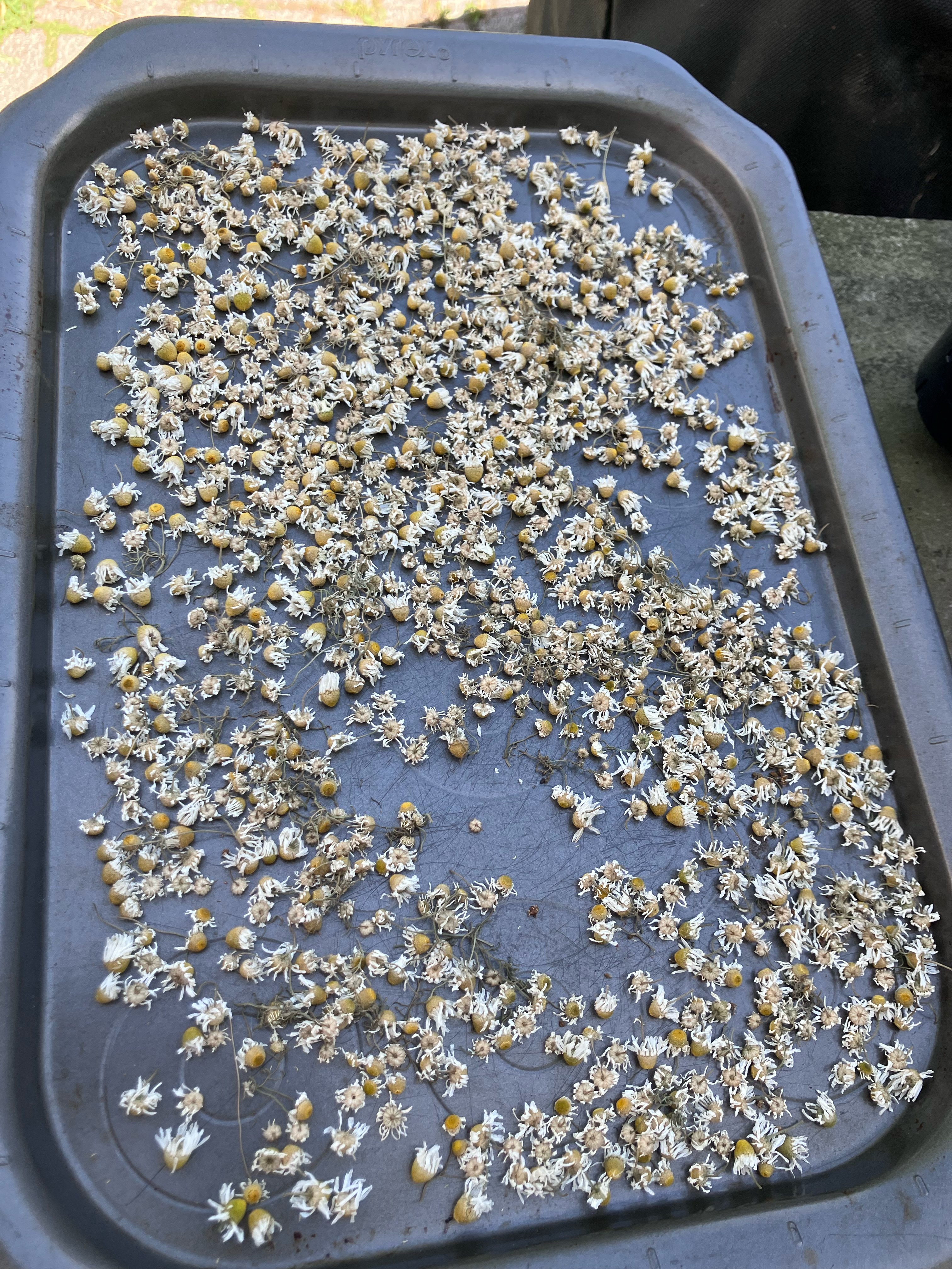 First batch of German Camomile