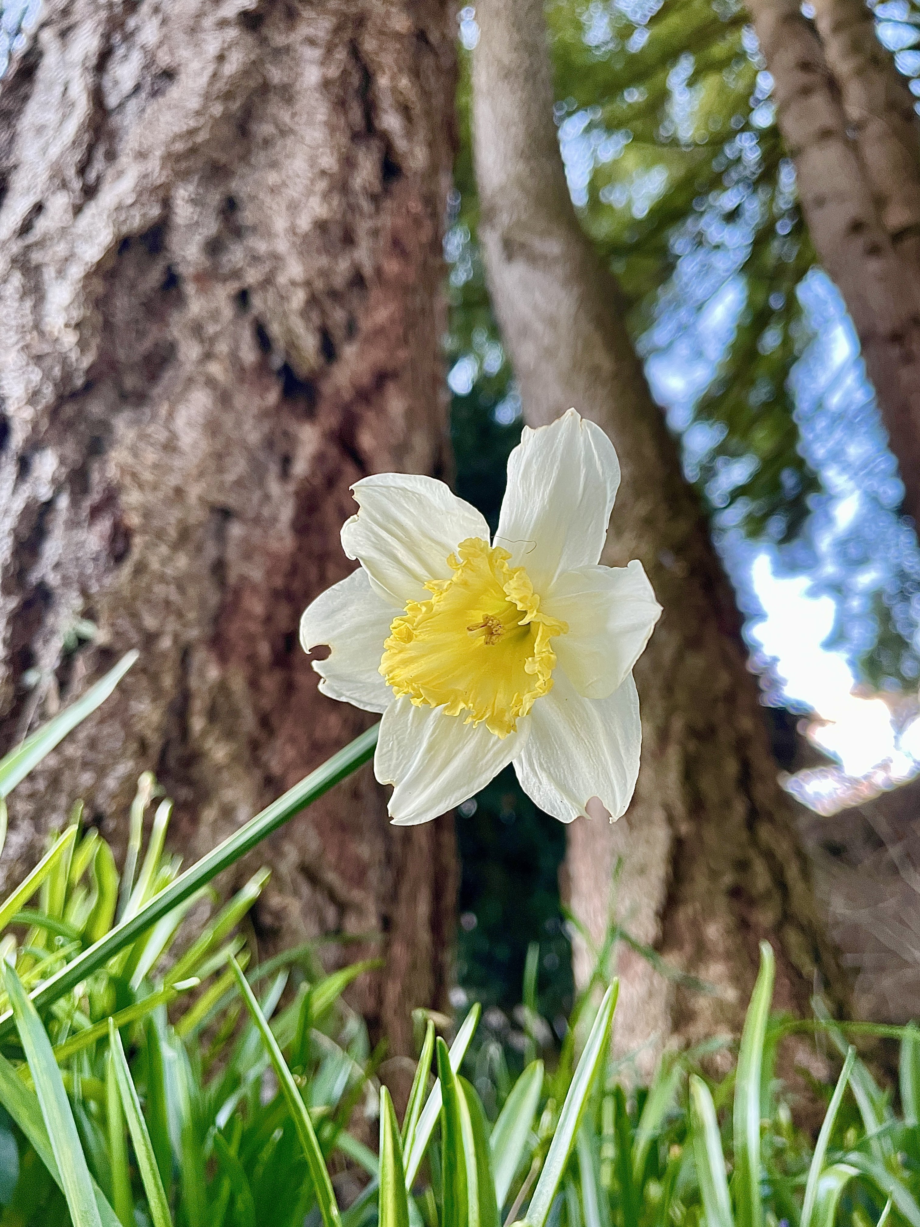 This dandelion just wants to take…