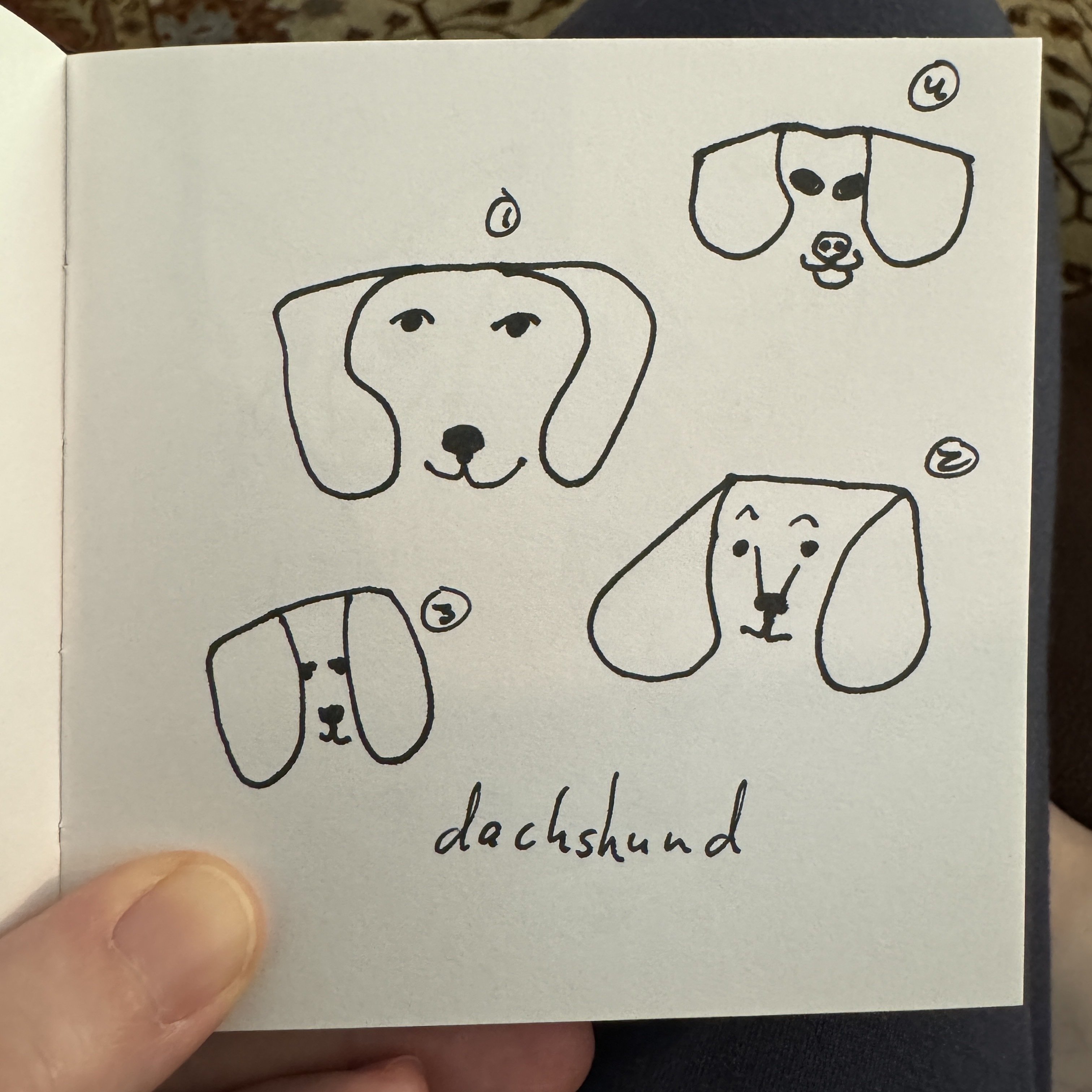 Dachzy doodles