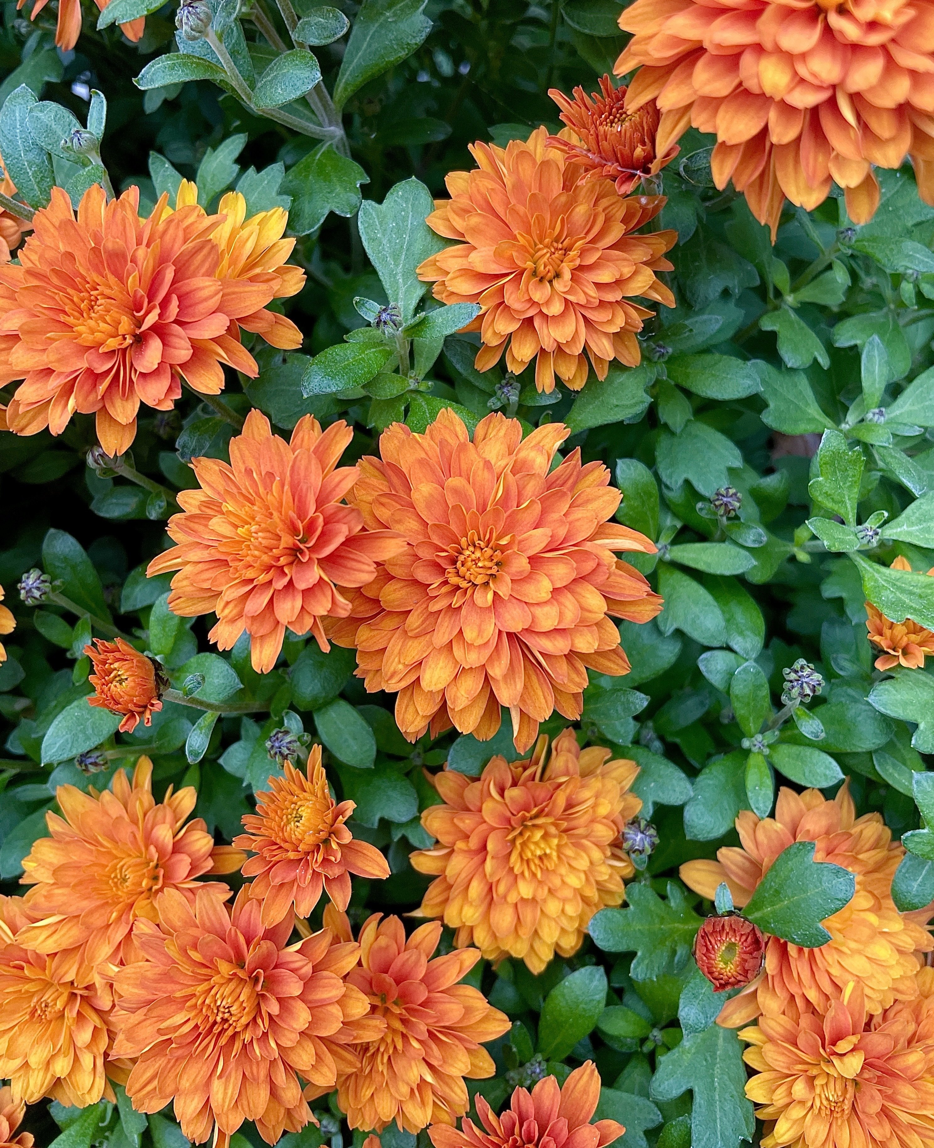 Orange 🧡 flowers always be catching my…