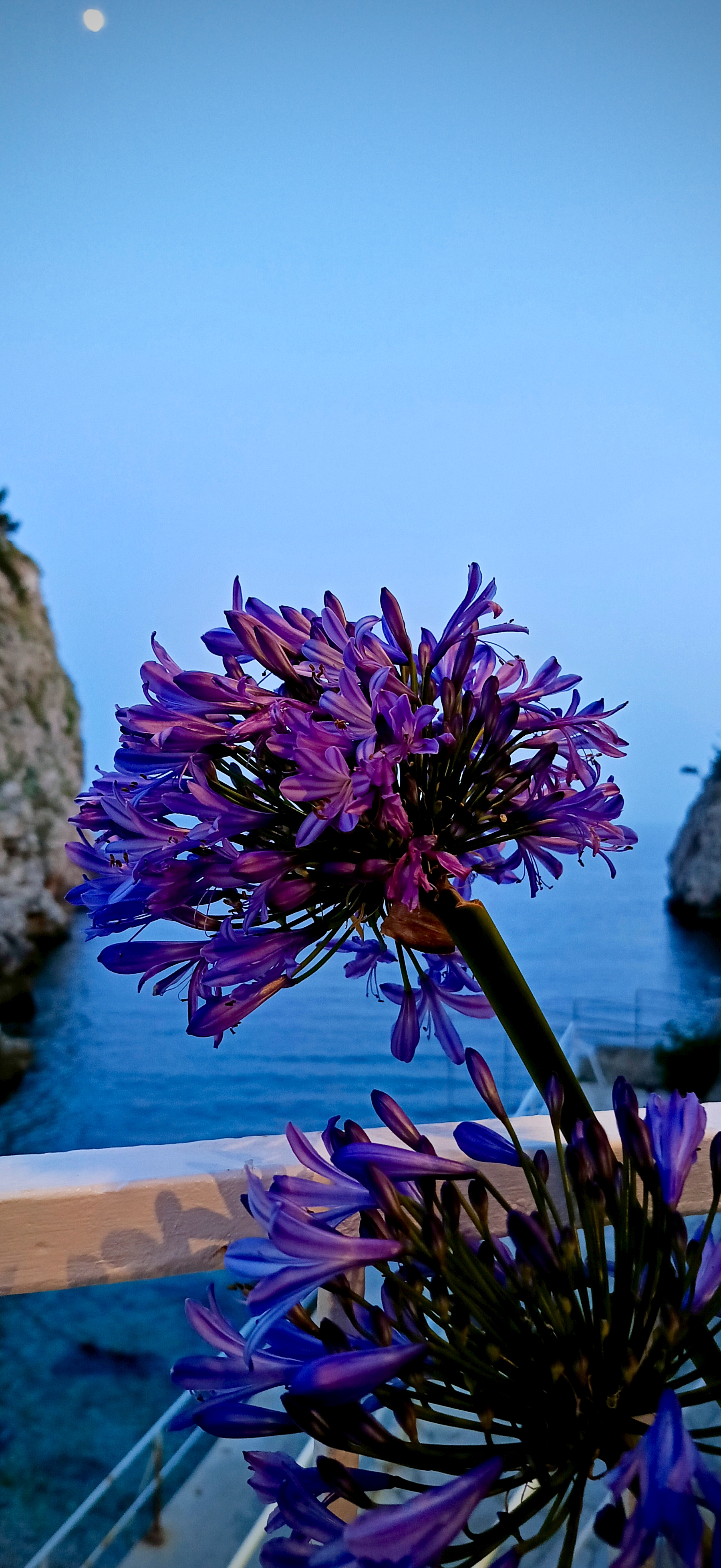 #photography #nature #flowerstr #sea #moon #blooming