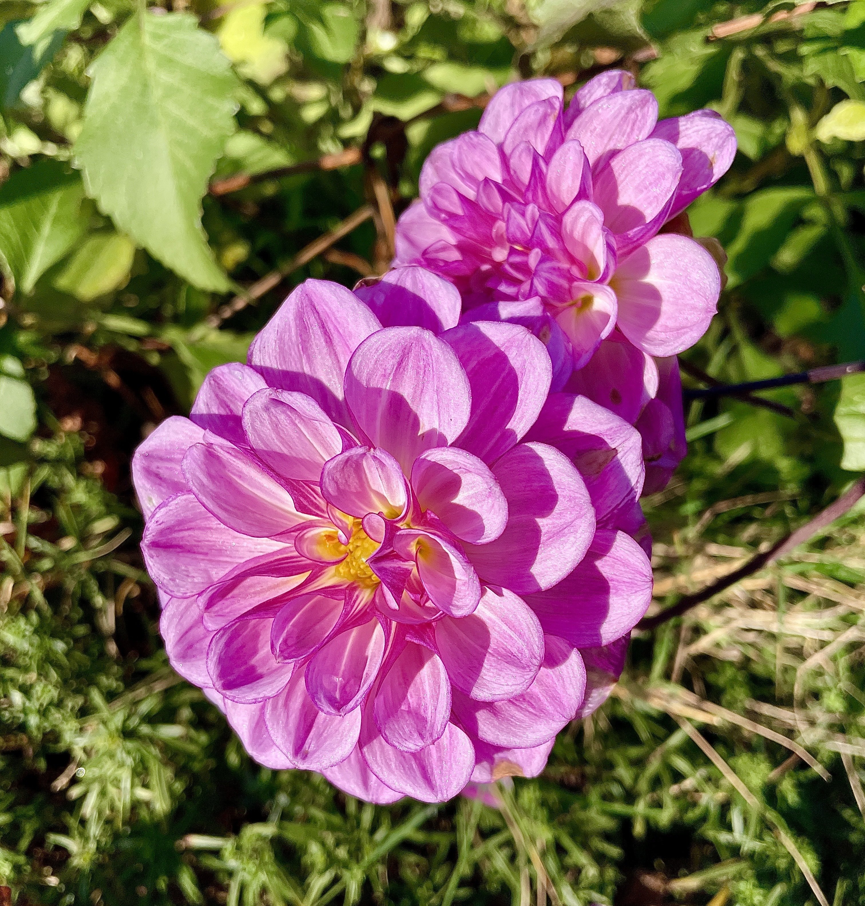 Natures Pink pleasures 💕🌸