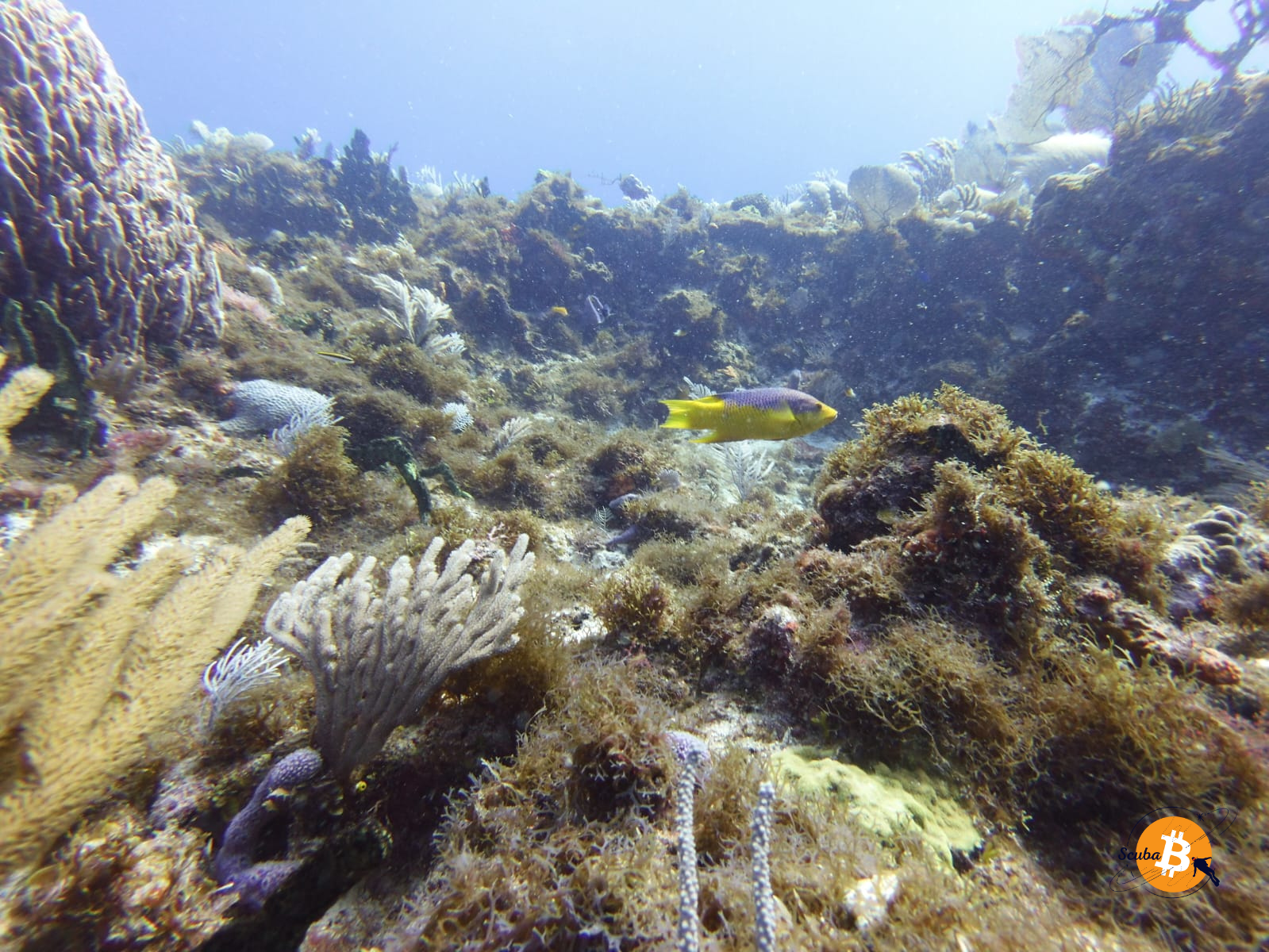 Damselfish