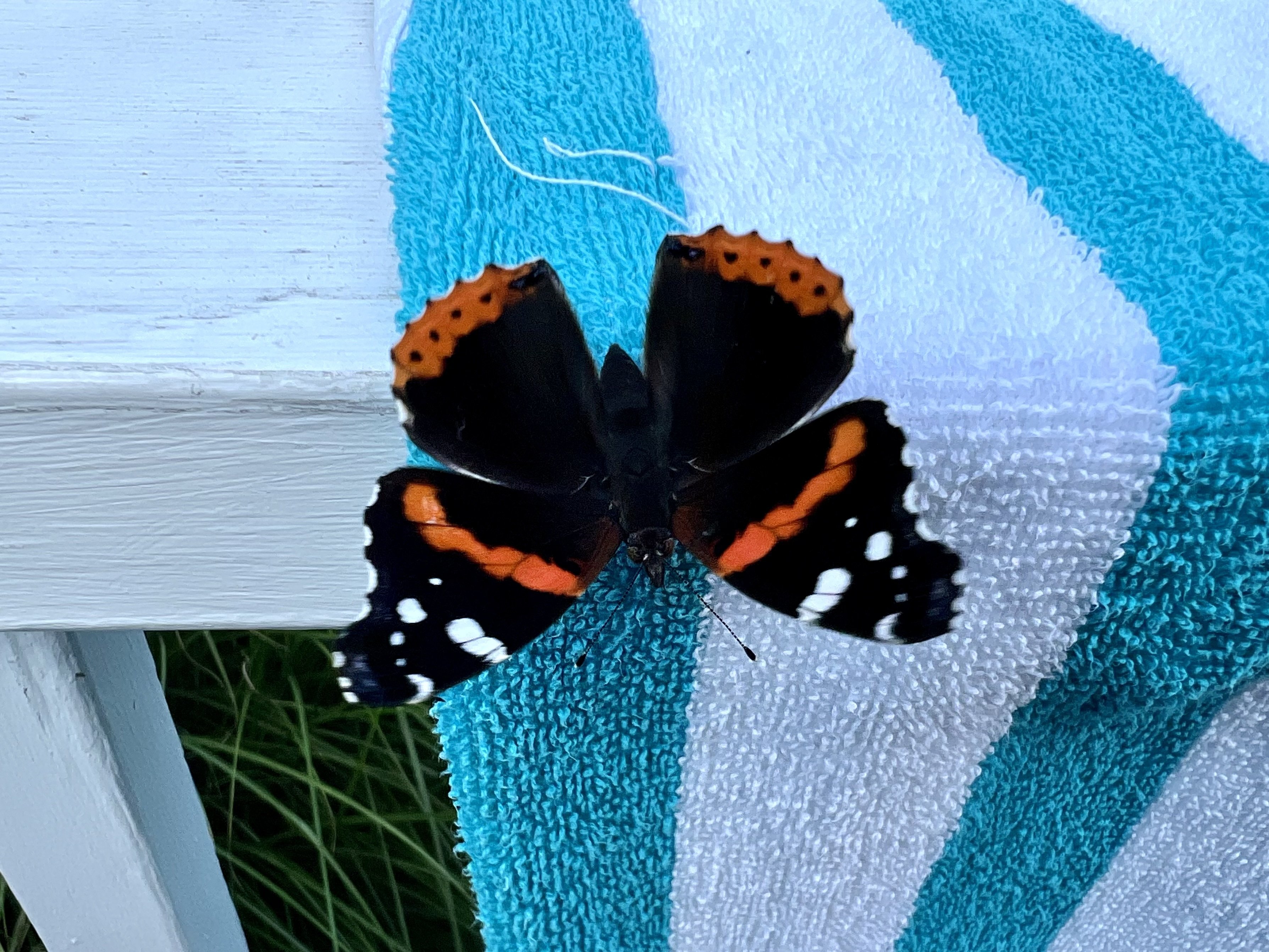 Found a Red Admiral butterfly lounging…