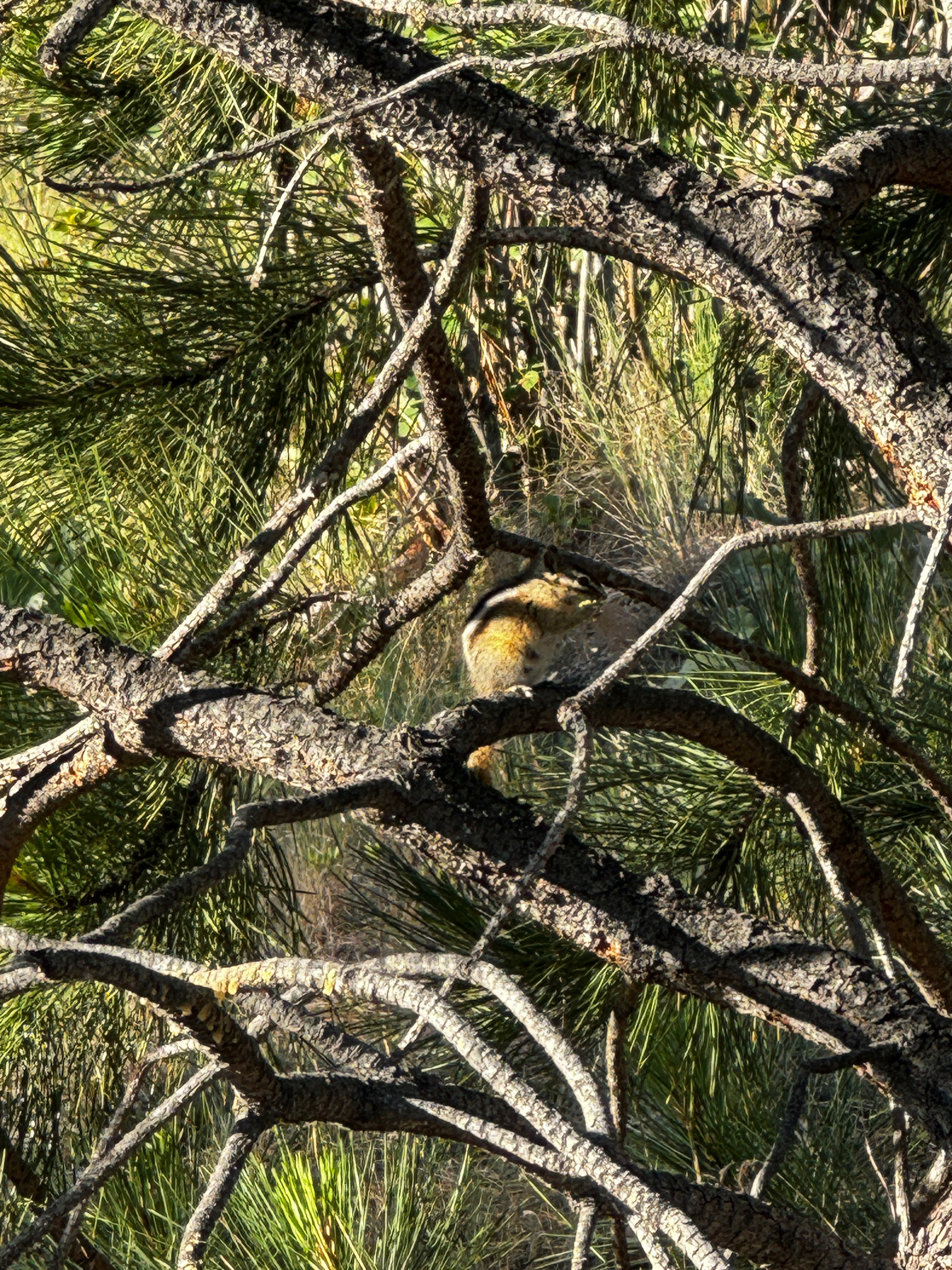 Early mountain walker photos the chipmunk.…