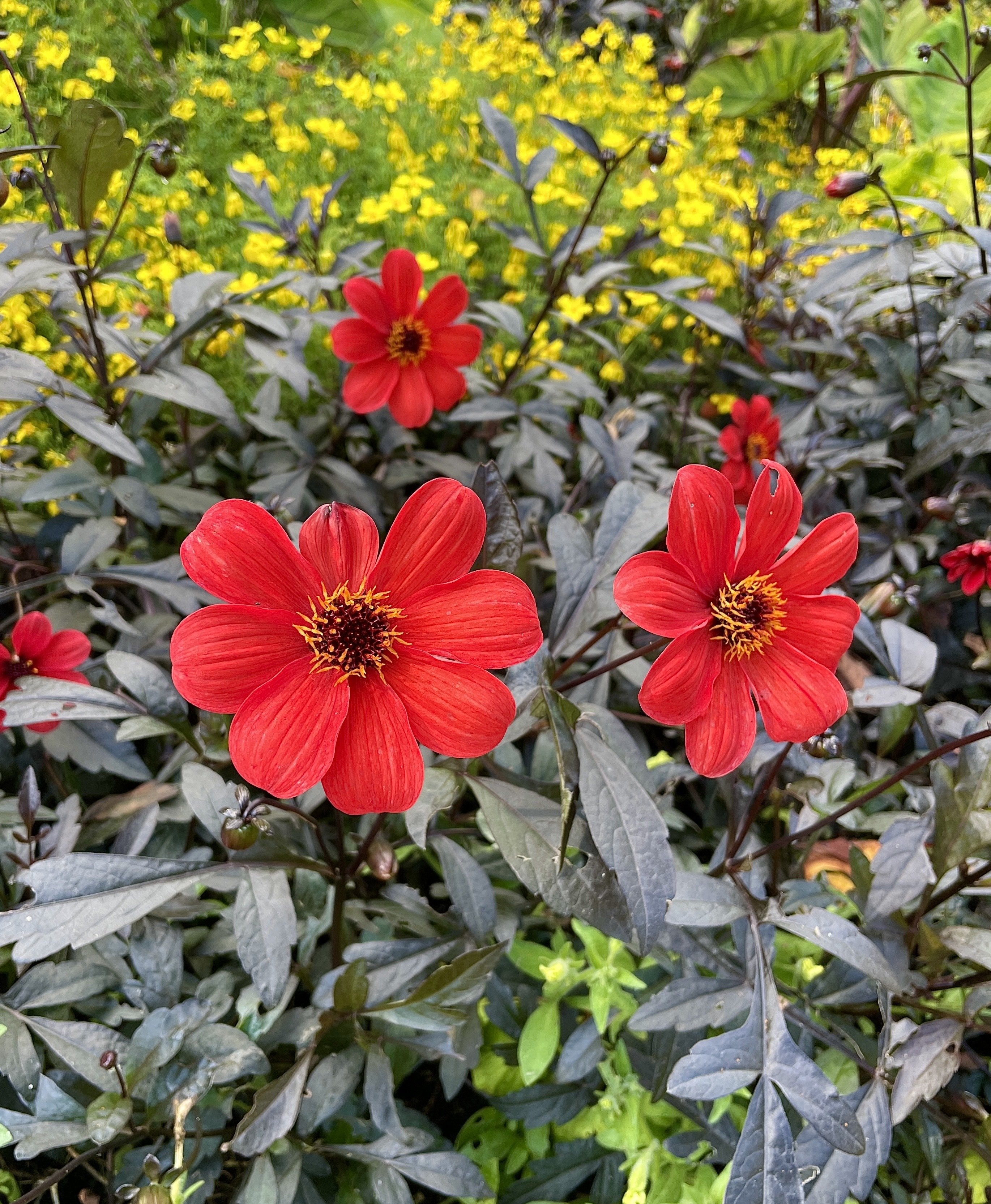 Flowers and plants for them eyes…