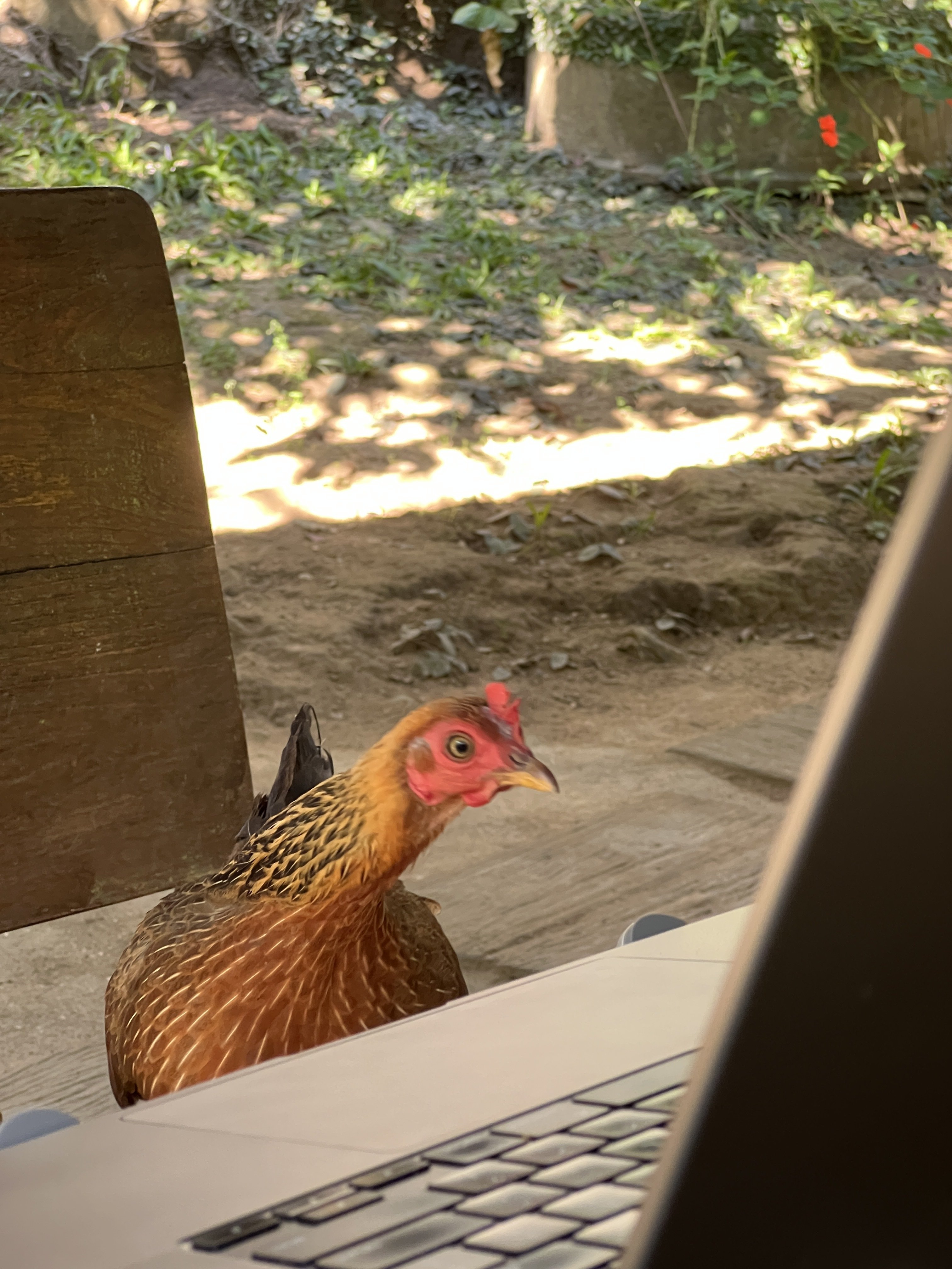 Co-workers today 🤣🐓 #thailand #siamstr #nostr…