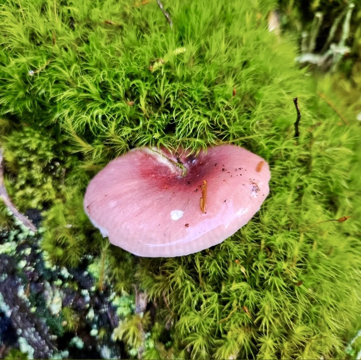 Found the most interesting fungi the…