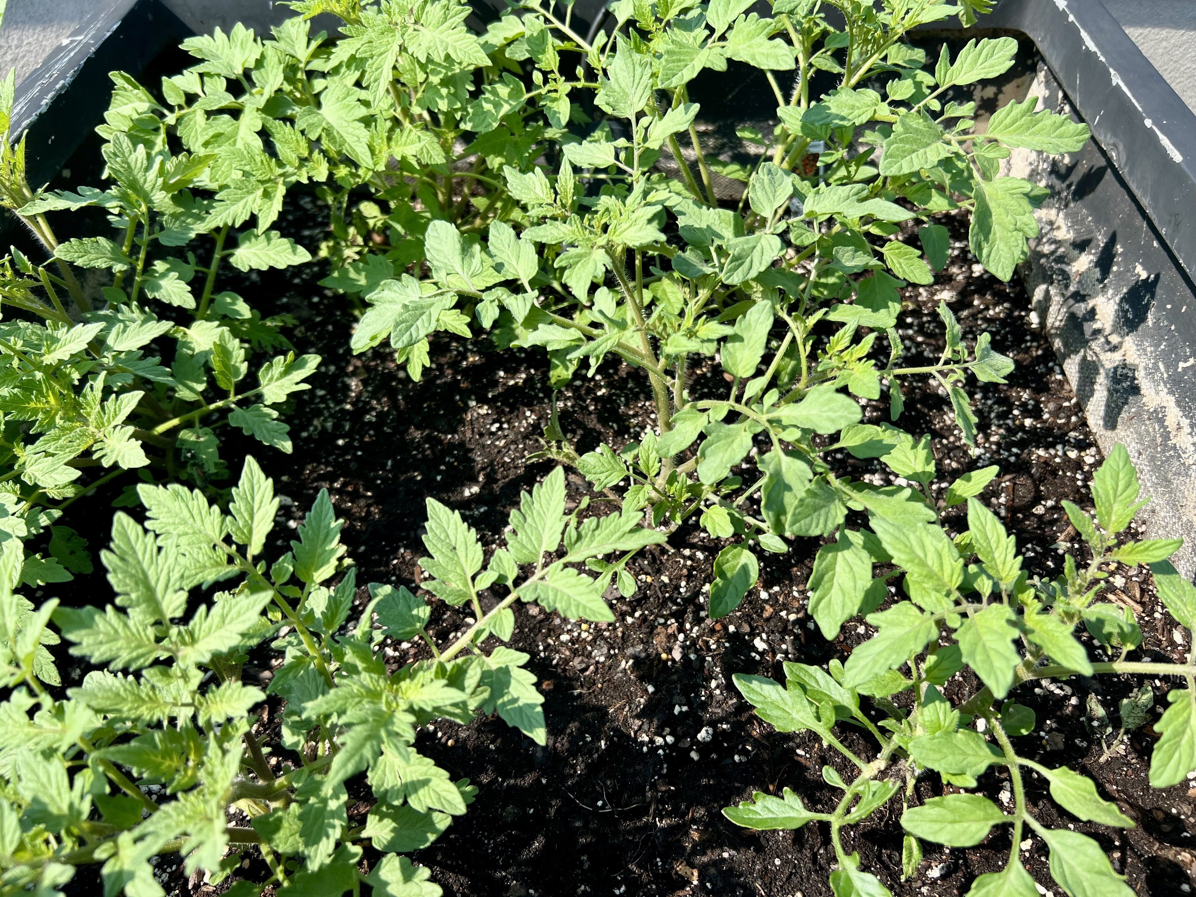 Tomato and strawberry plants are looking…