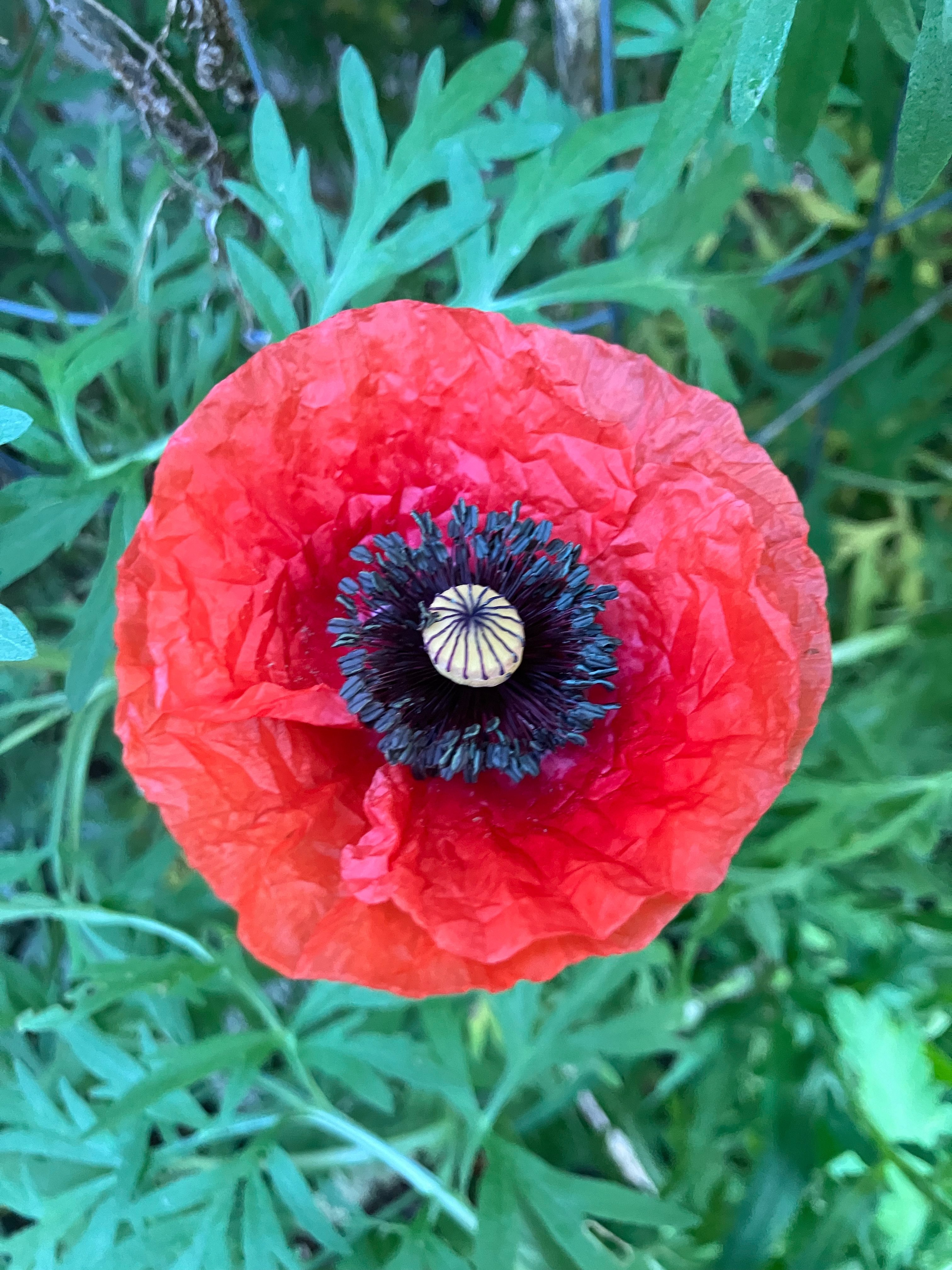 Our first poppy & some sweet William…