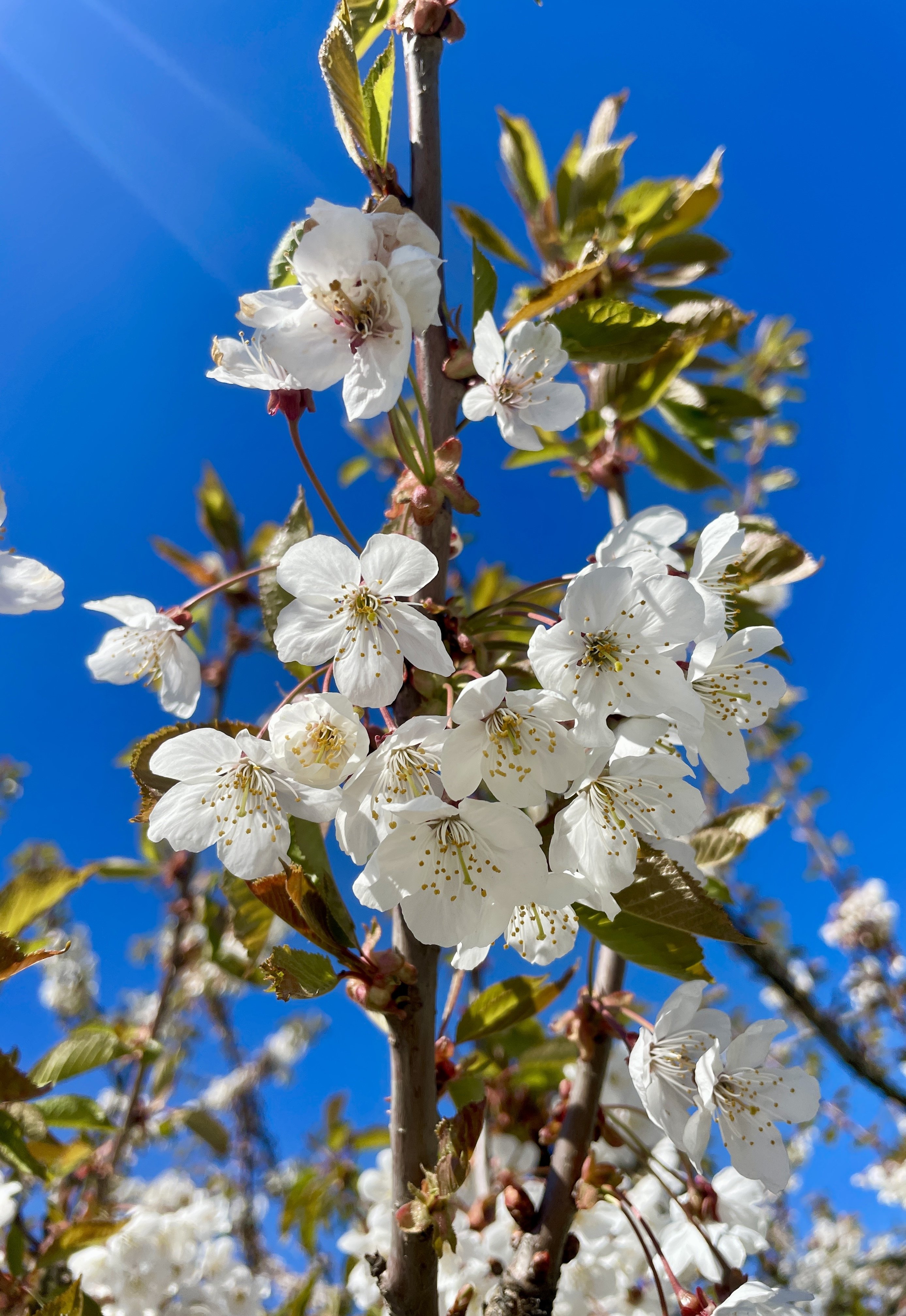 Blossoms for you.…