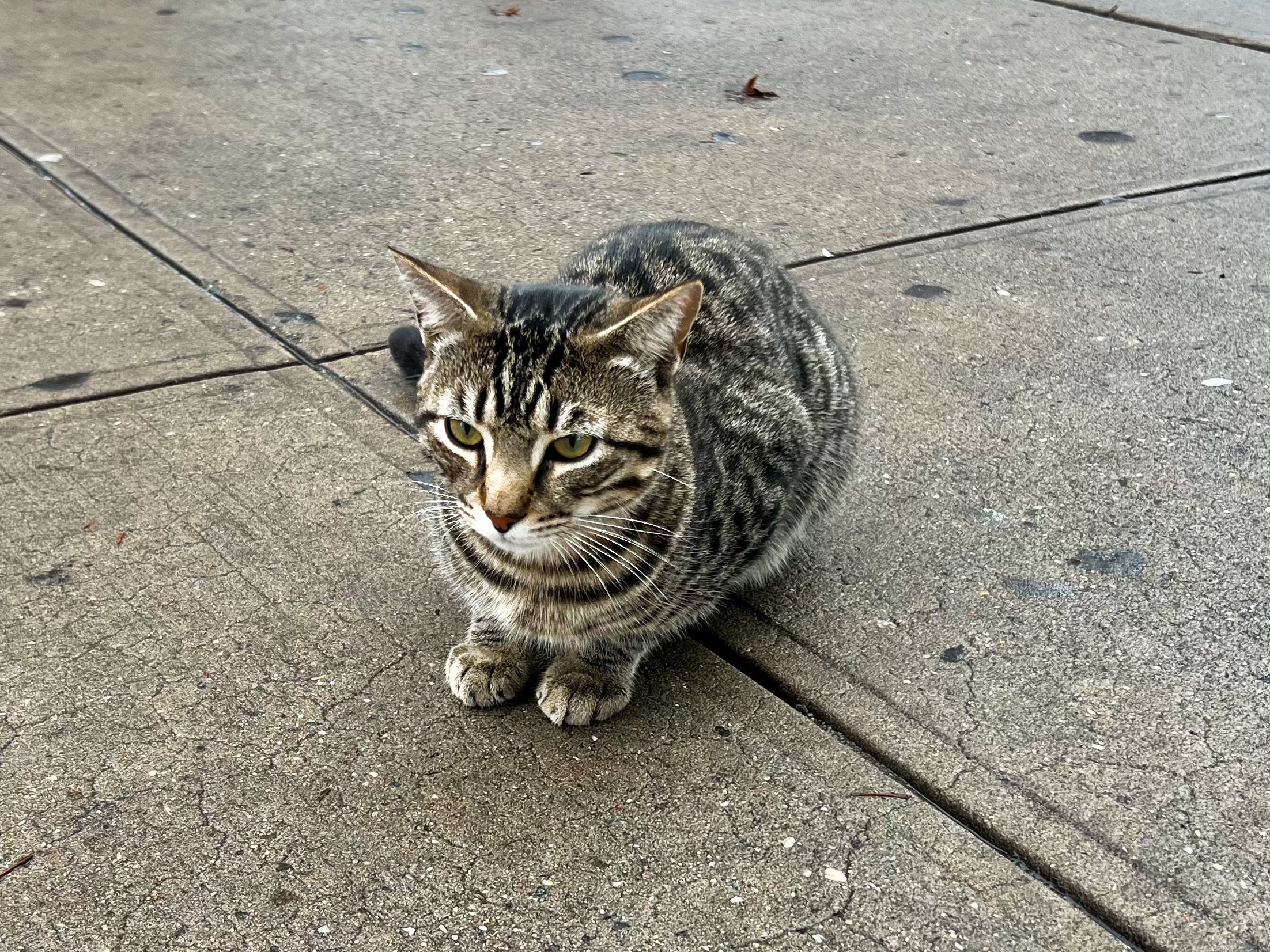 Everyone loves a bodega cat.