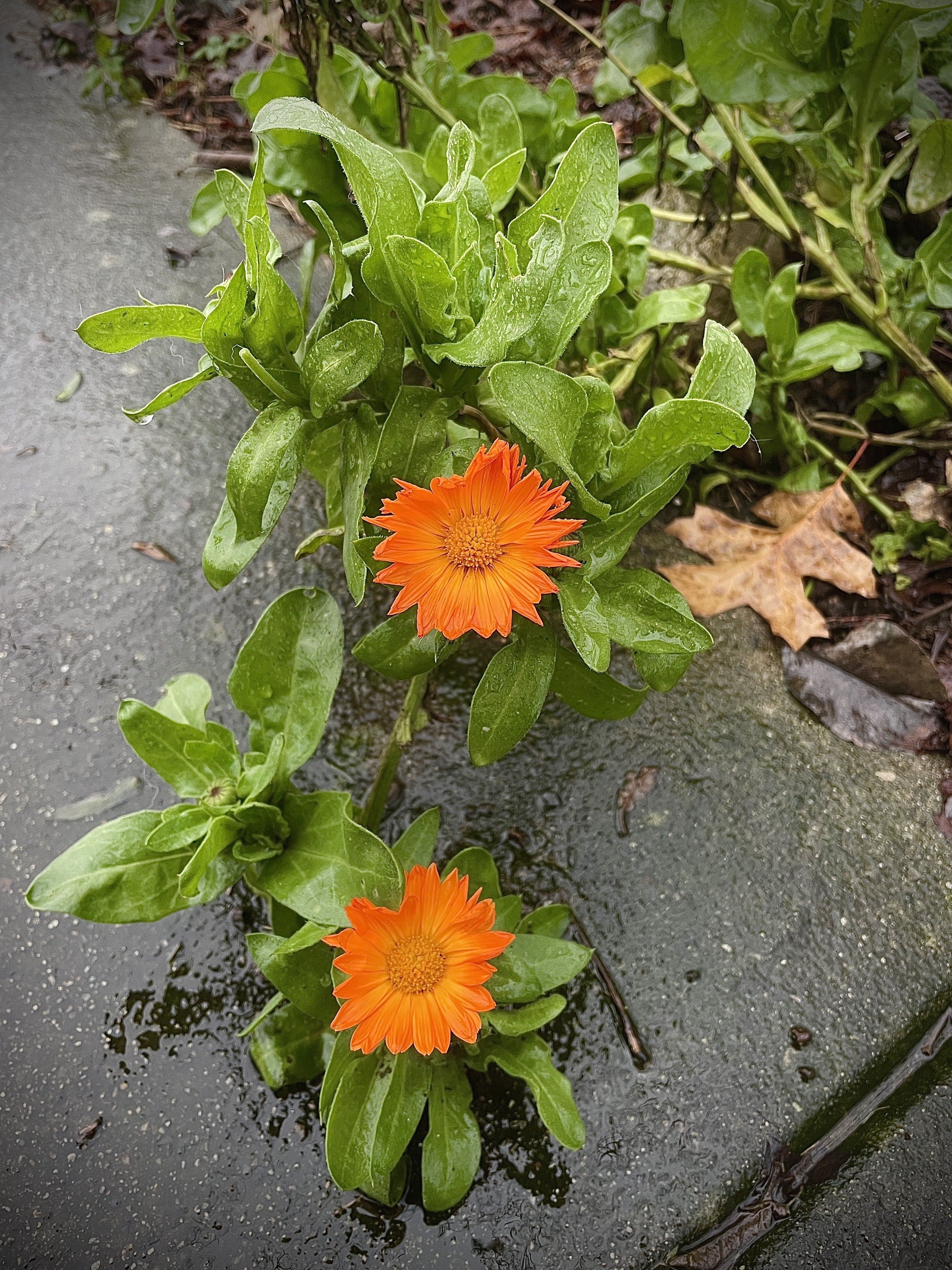 Rainy day wanders and orange flowers.