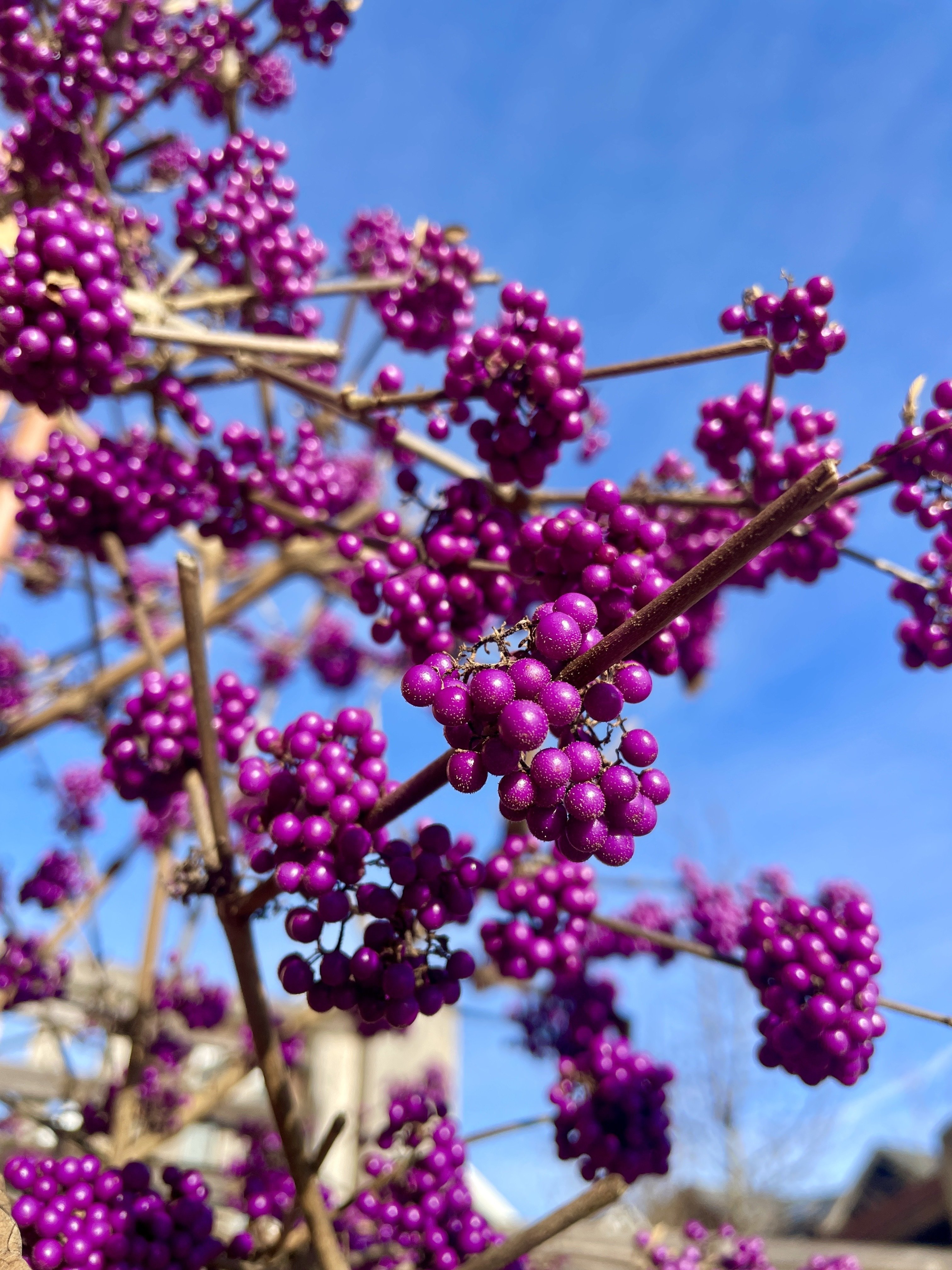 #treestr #nature #bloomscrolling #flowerstr #photography