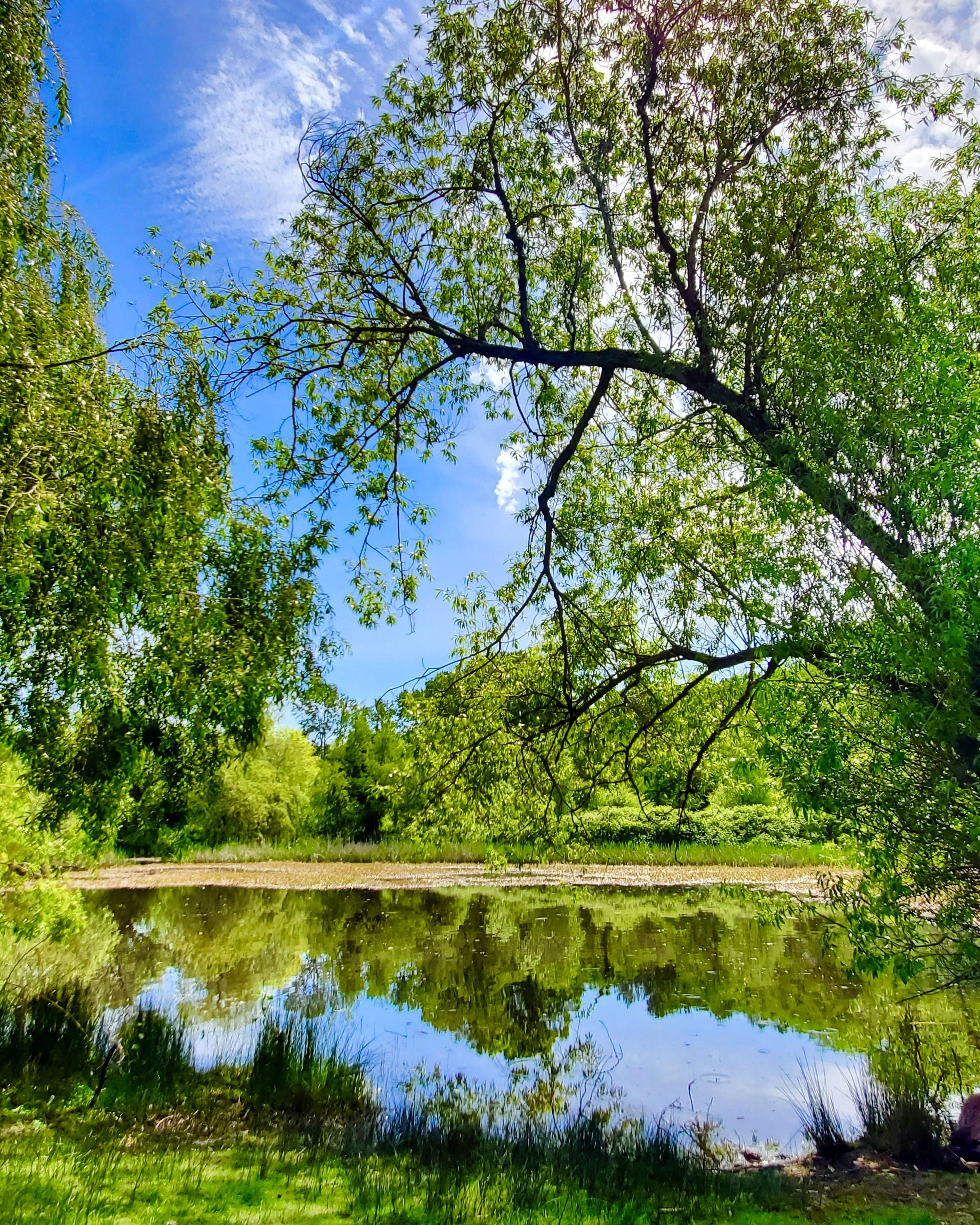 Pond wanders 💜🌲🌊💫