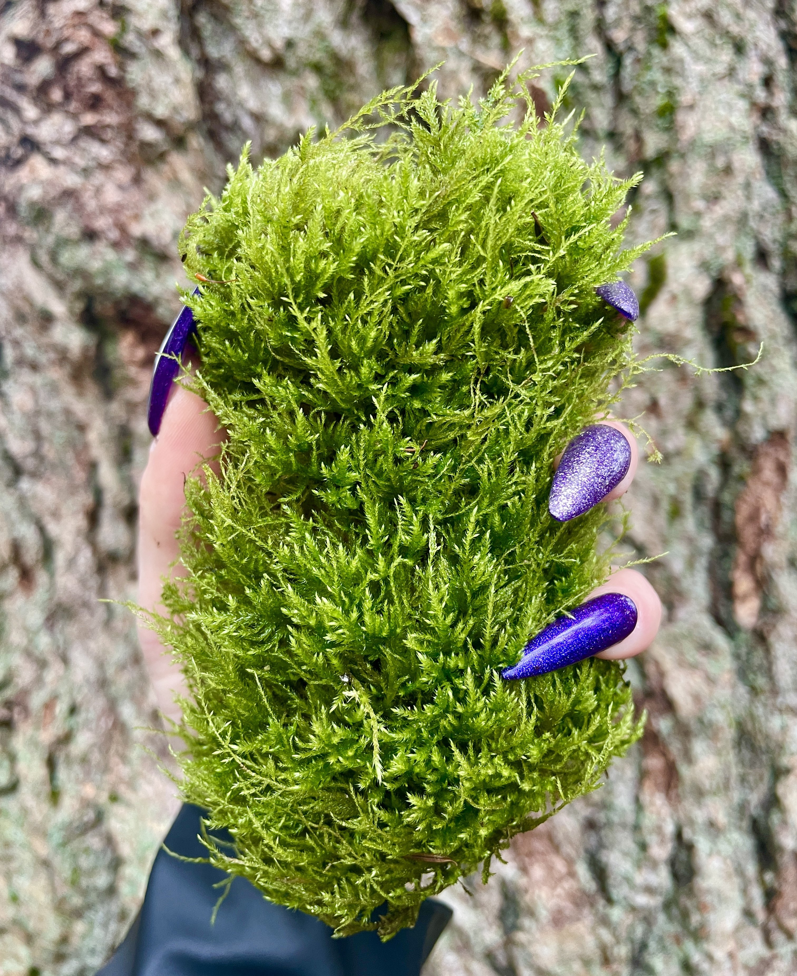 I 💚 Moss. Resilient, and fascinating.