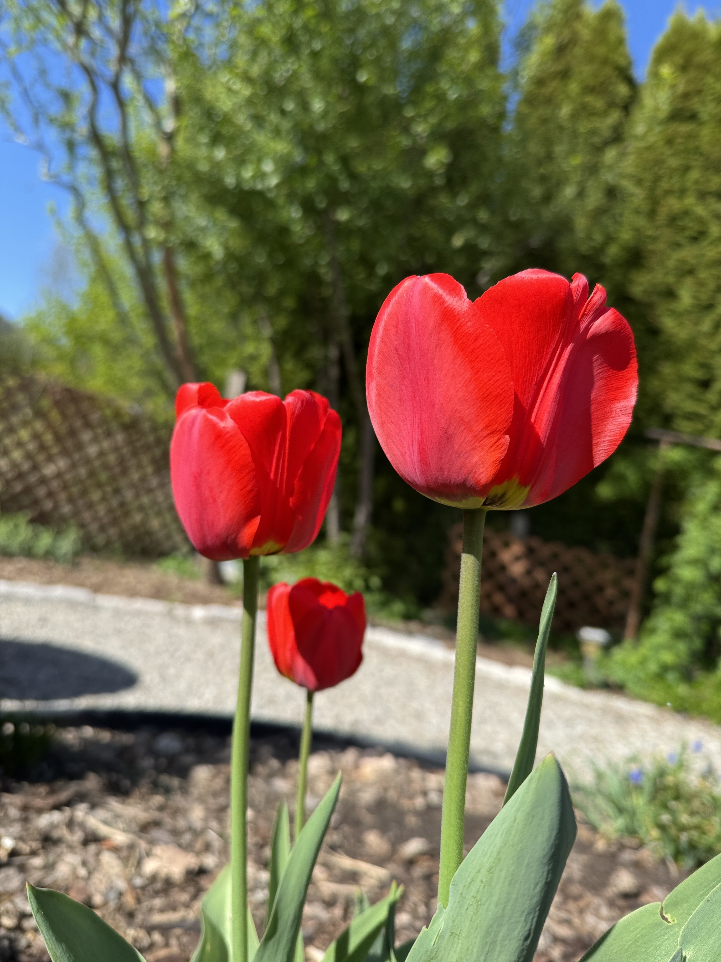 Tulip Tuesday! 🌷