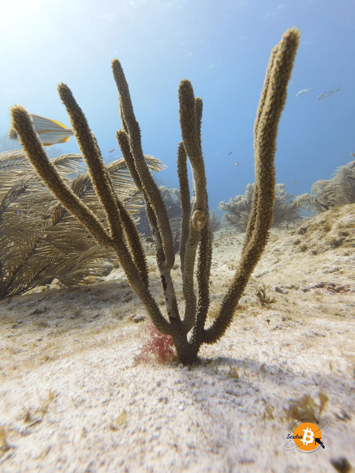 Doris on Elk Horn Coral