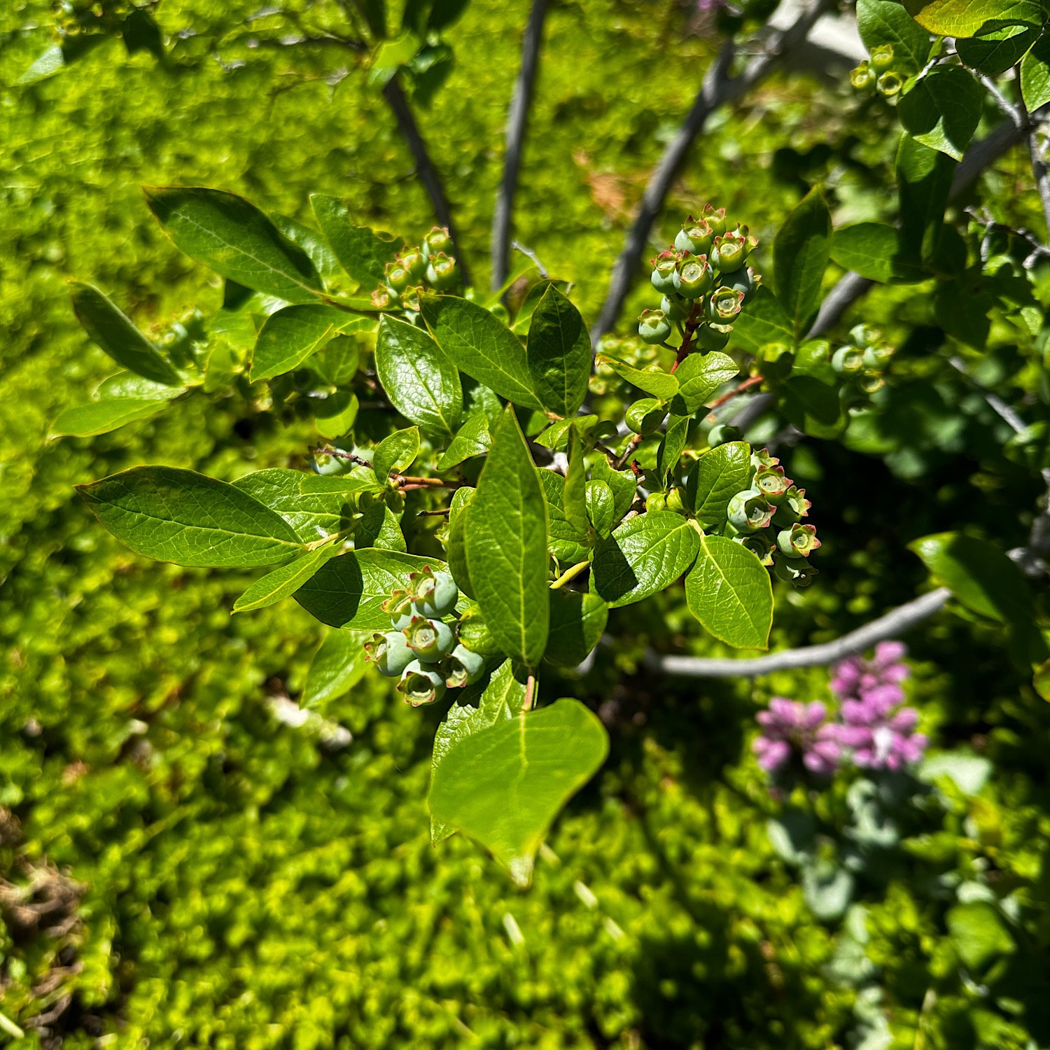 Blueberries: not ready